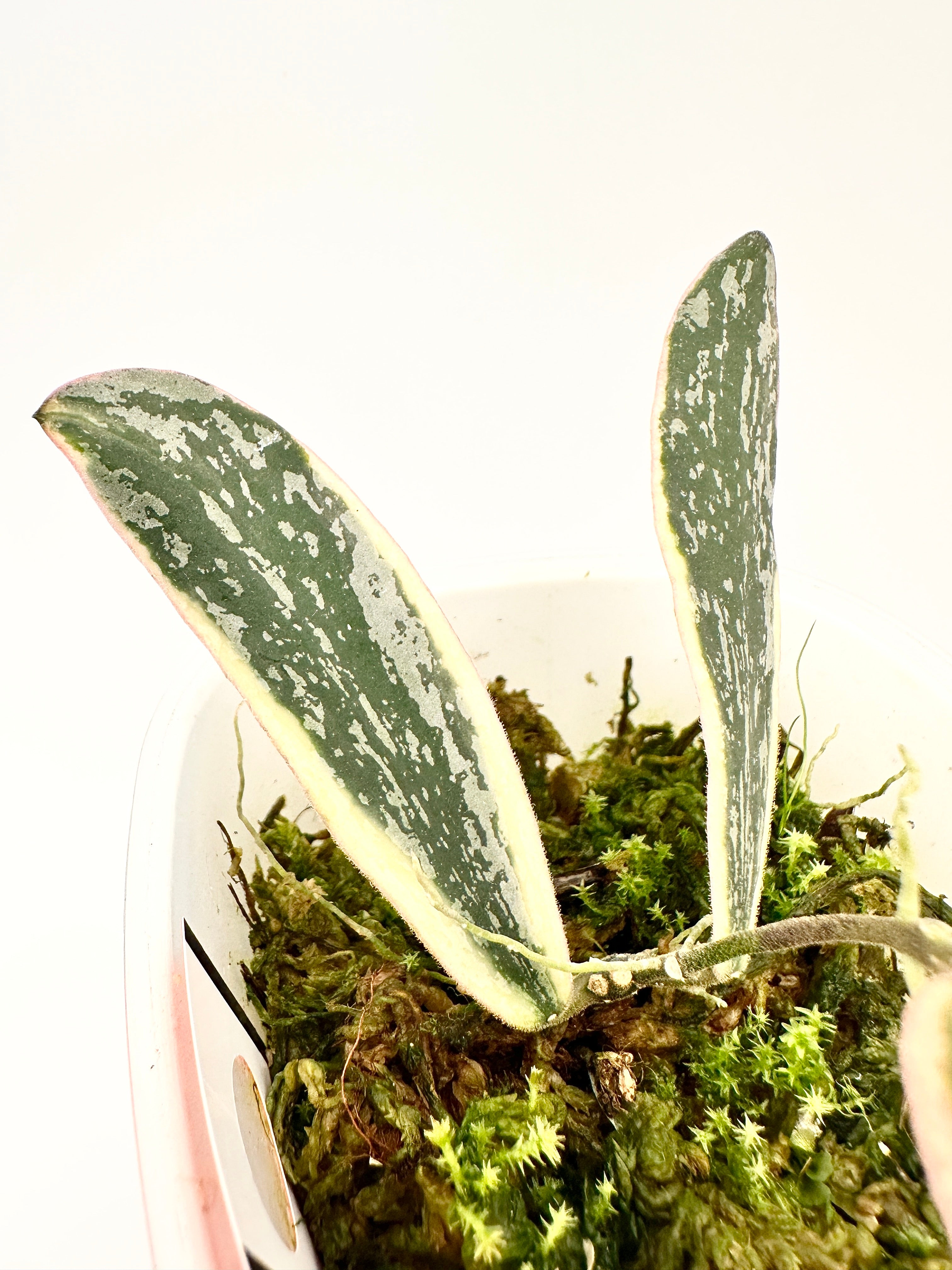 Hoya Sigillatis Albomarginata Splash