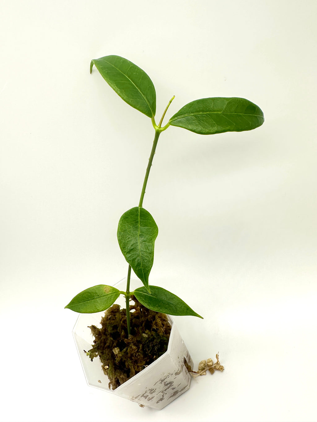 Hoya Odorata