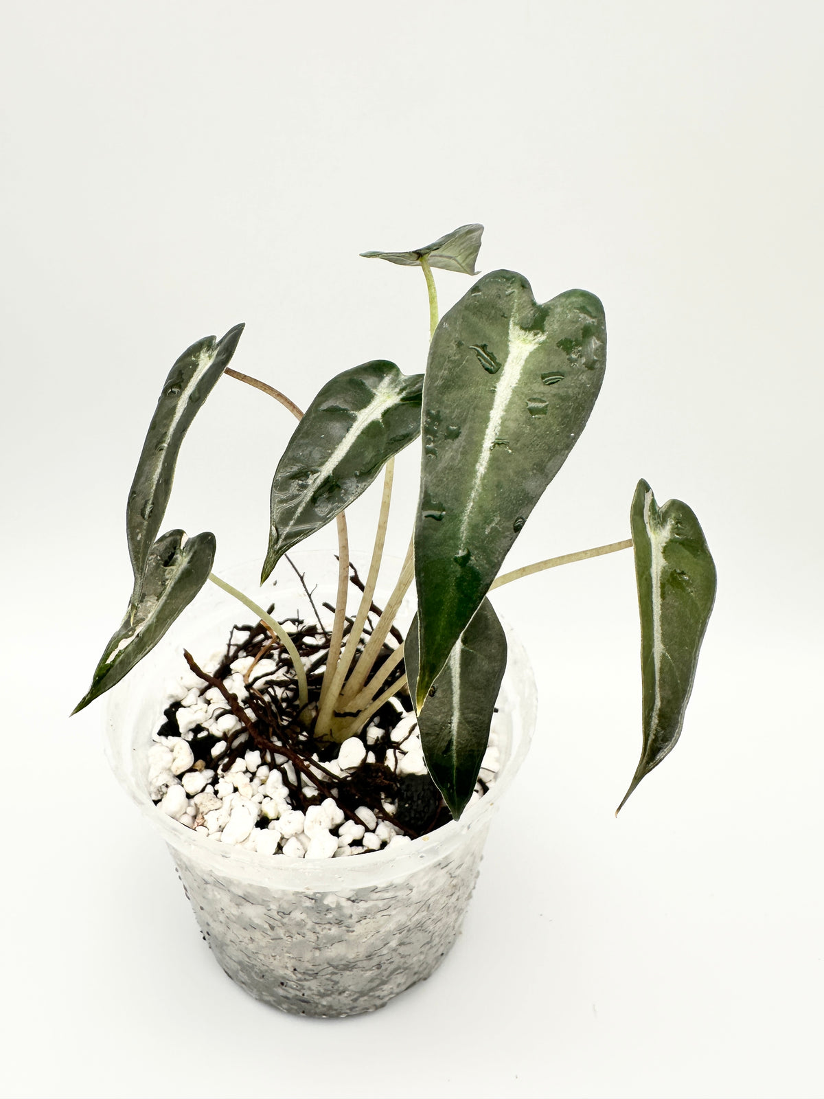 Alocasia Amazonica ‘Bambino’