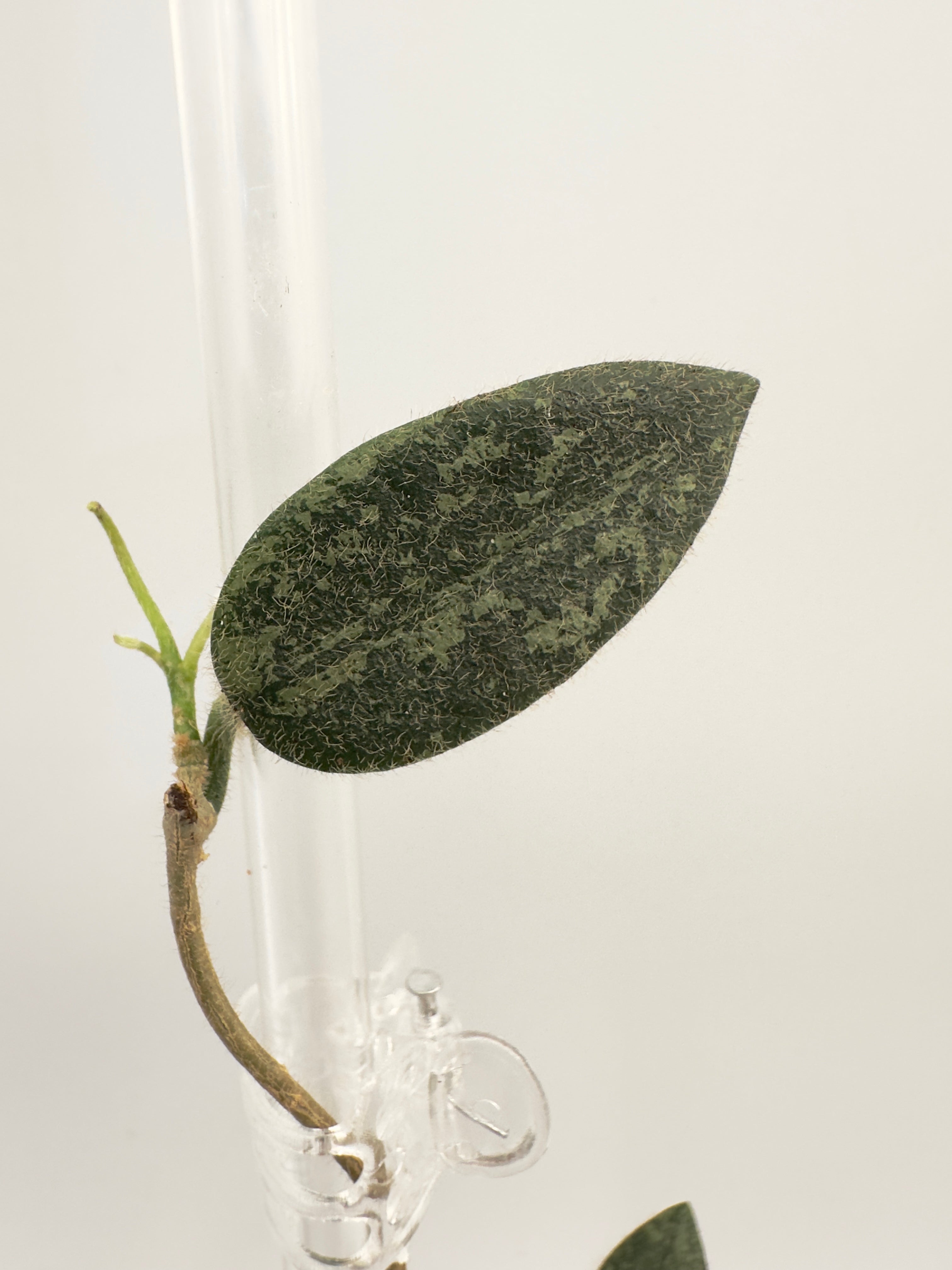 Hoya Thomsonii Splash (B)
