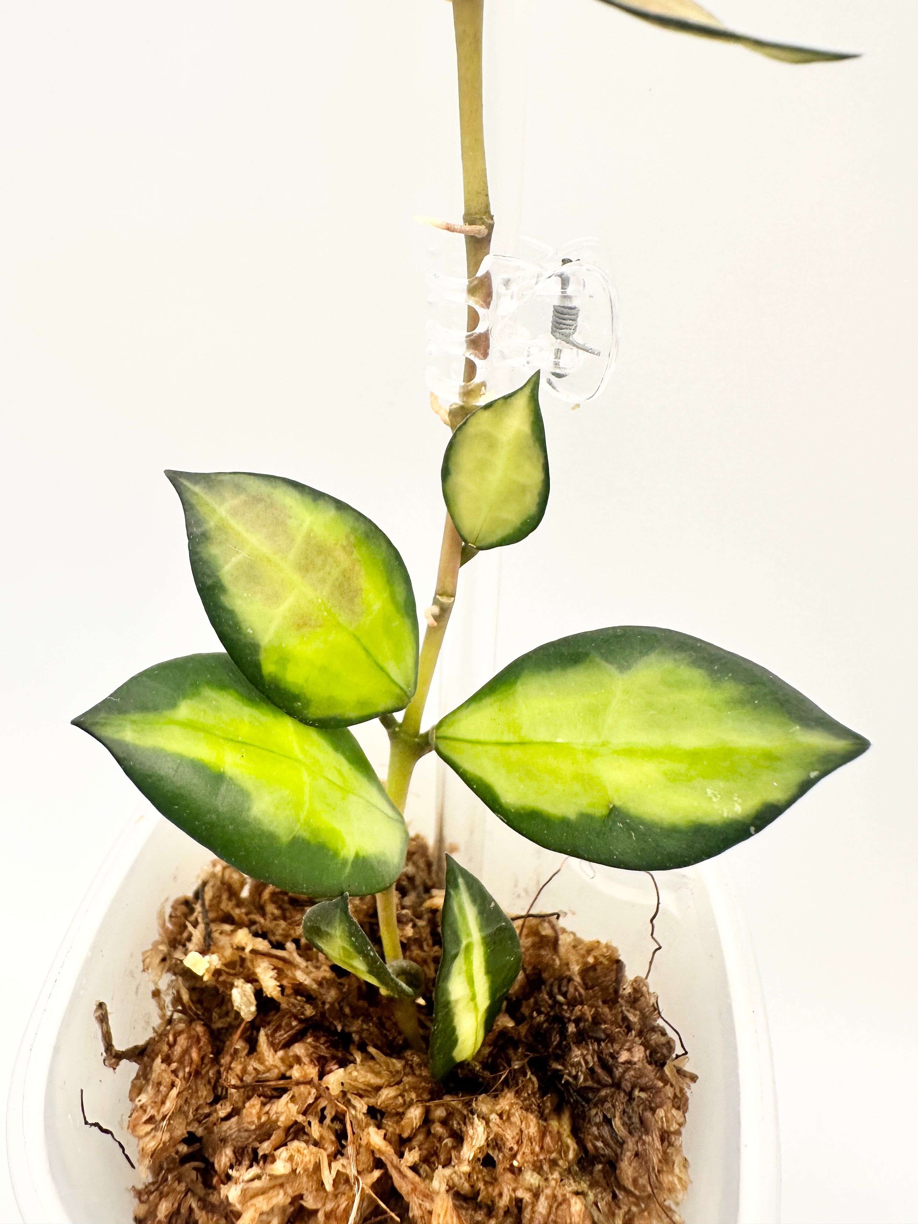 Hoya Lacunosa ‘Queen Midori’