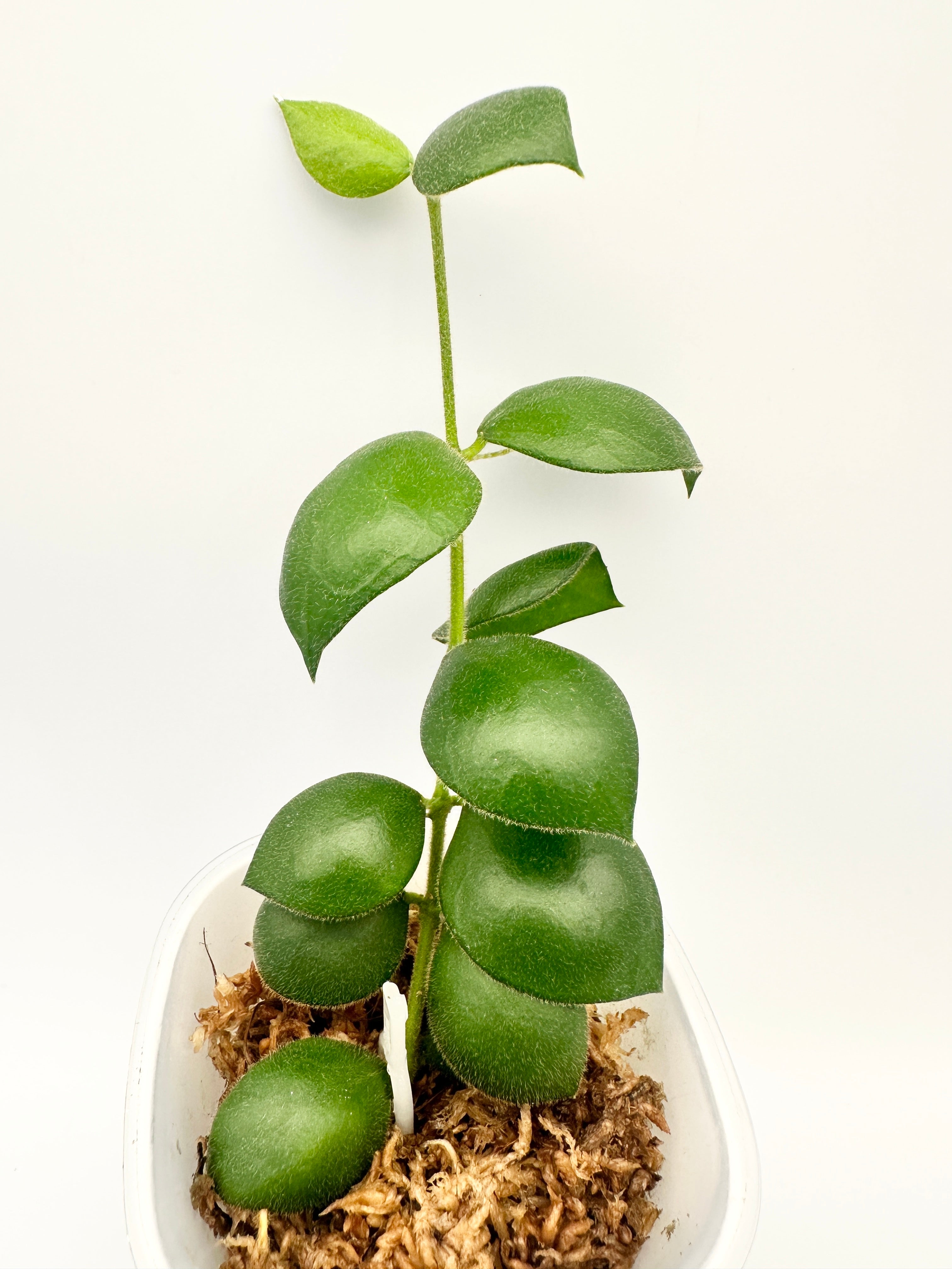 Hoya Aeschynanthoides