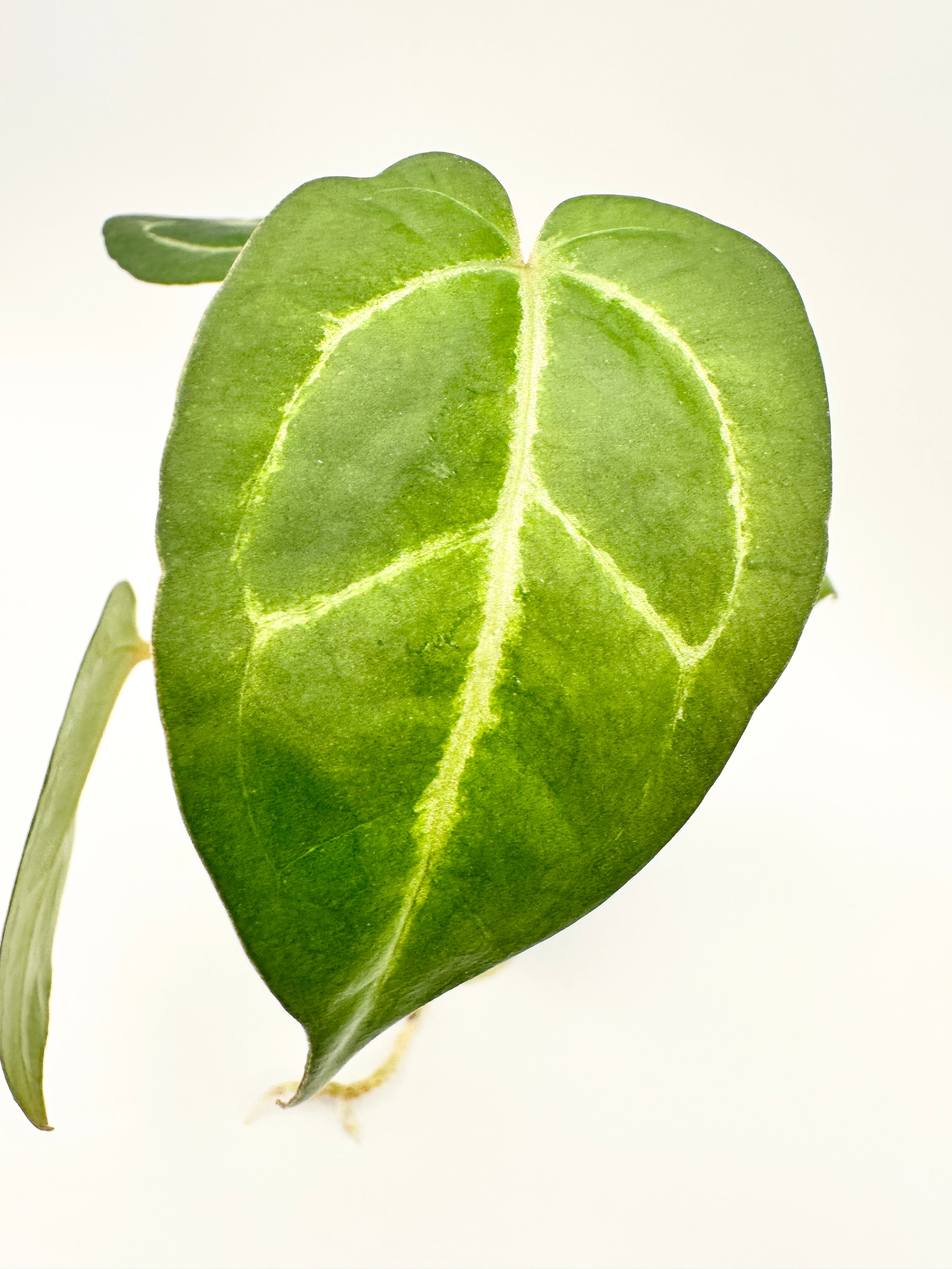 Anthurium (Red Crystallinum x Ace of Spades) x Red Crystallinum A