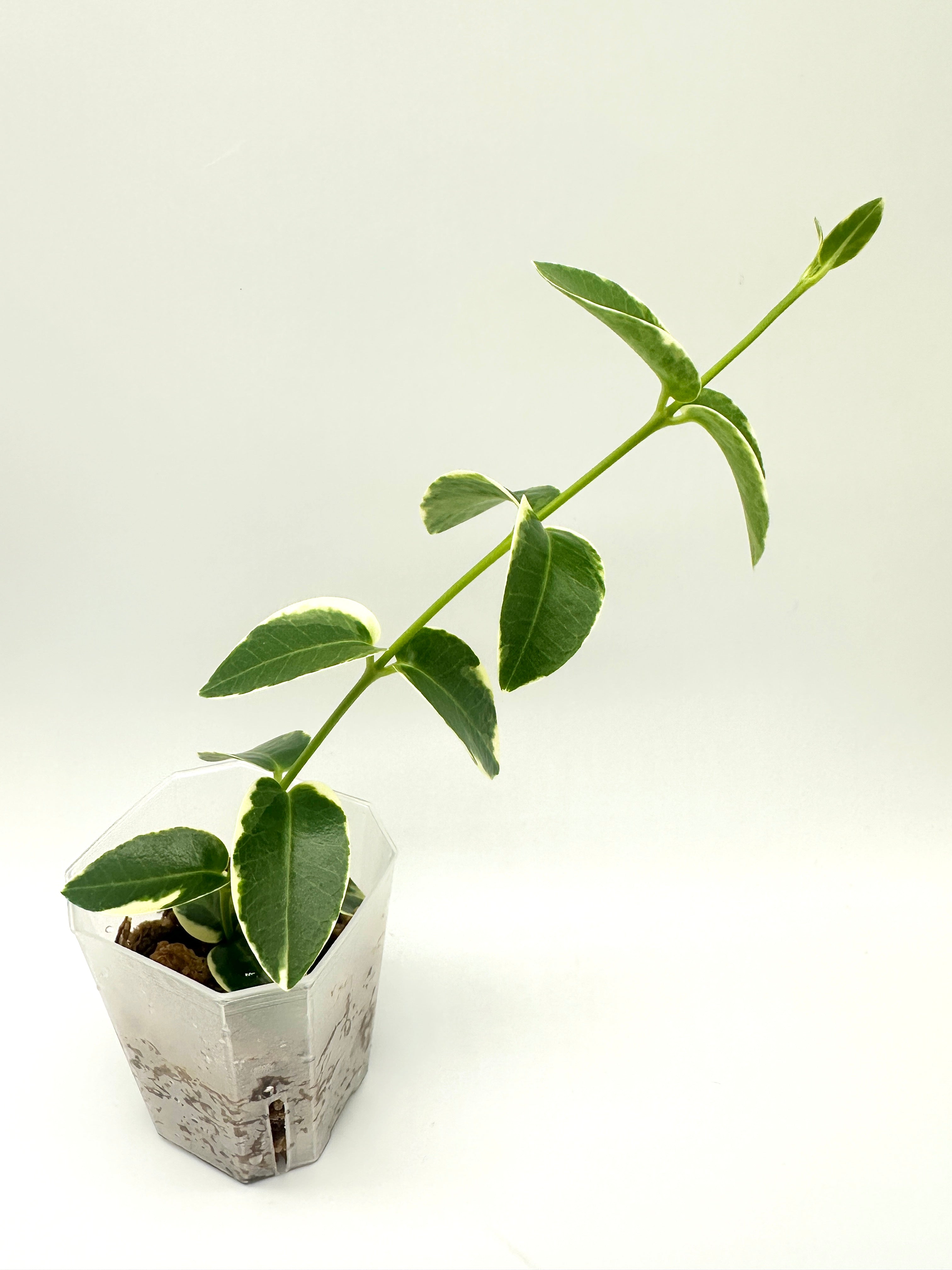 Hoya Cumingiana Albomarginata (B)