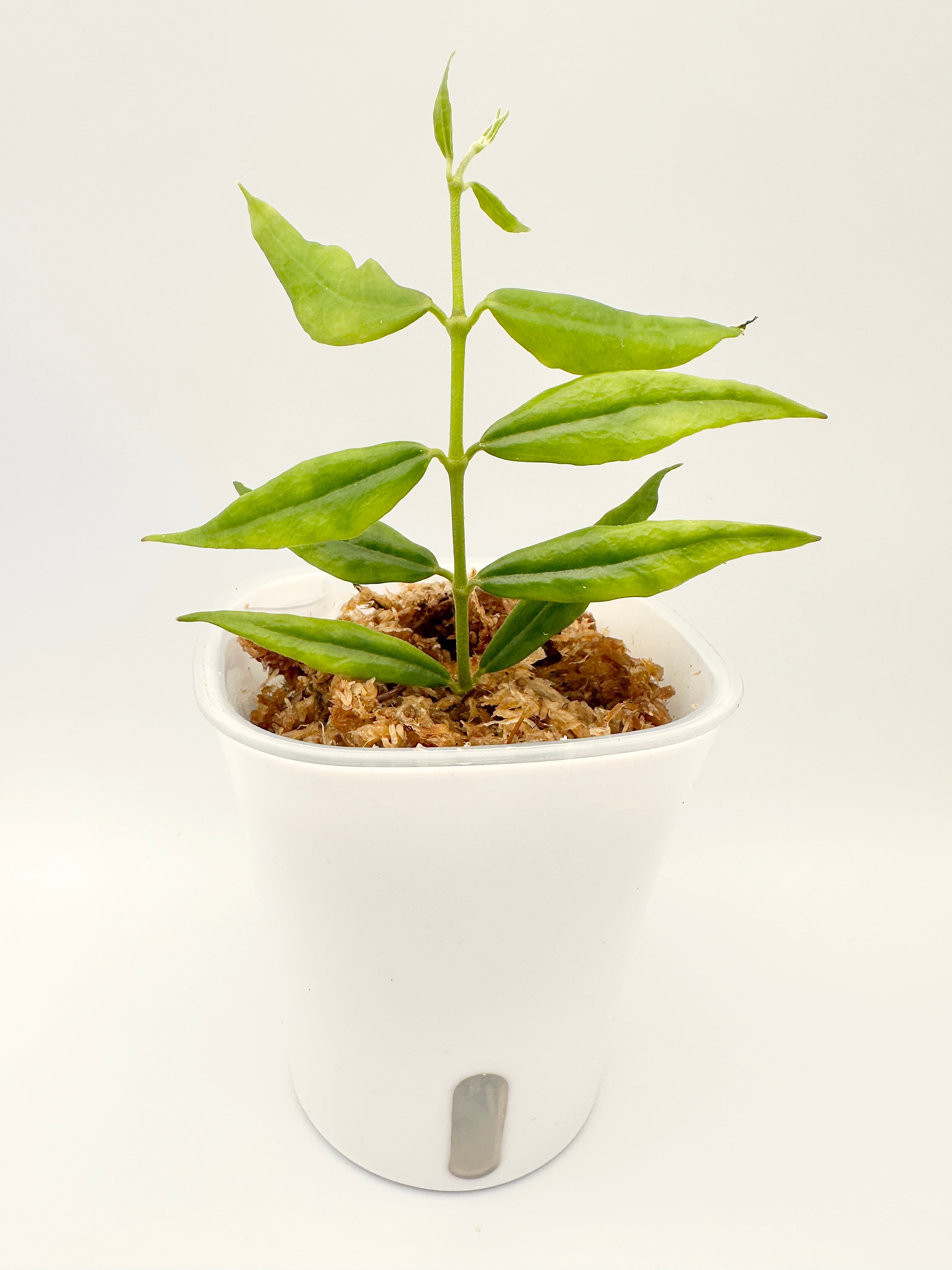 Hoya Paxtonii