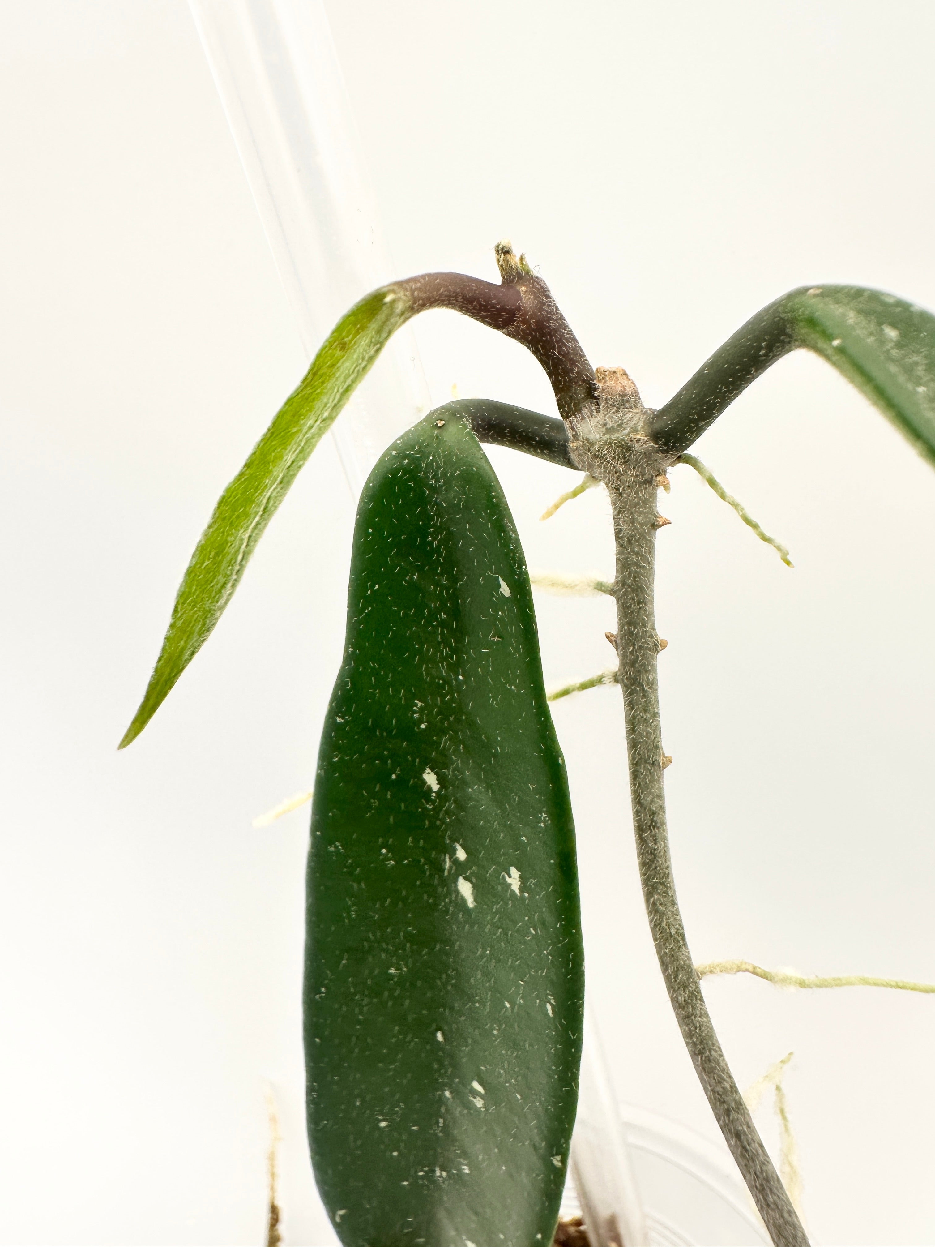 Hoya Mirabilis Clone B