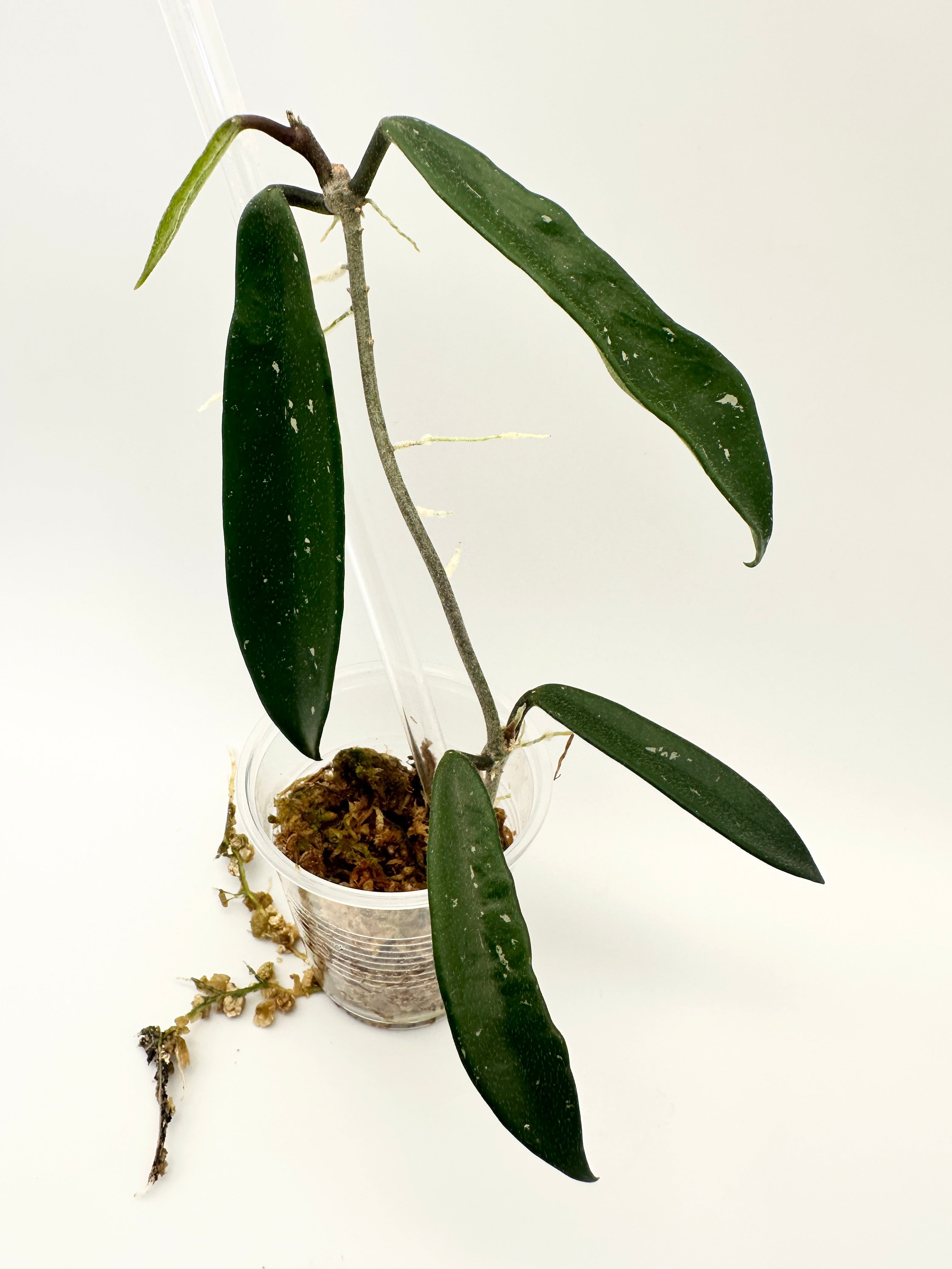 Hoya Mirabilis Clone B