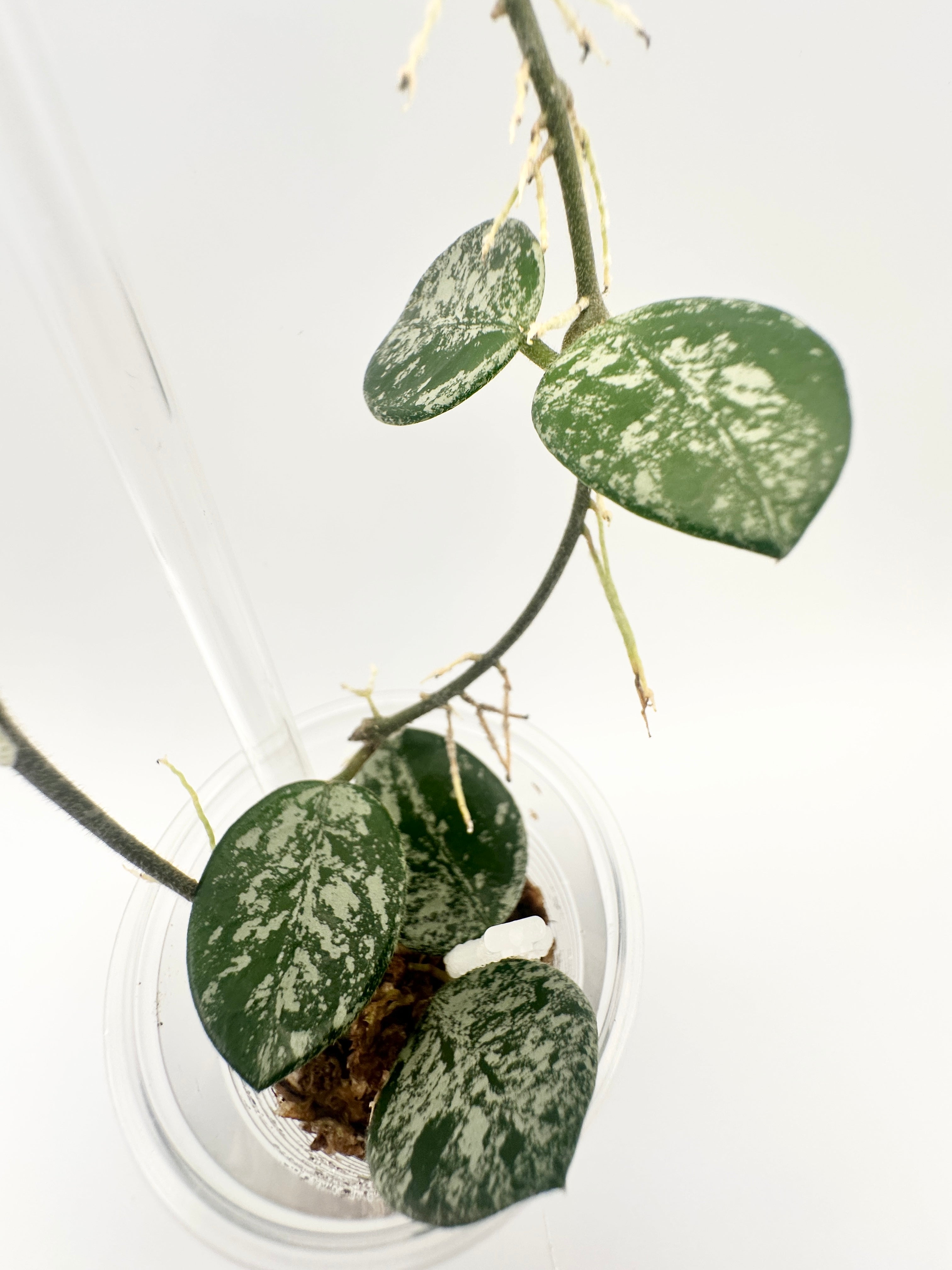 Hoya Mathilde Splash (B)