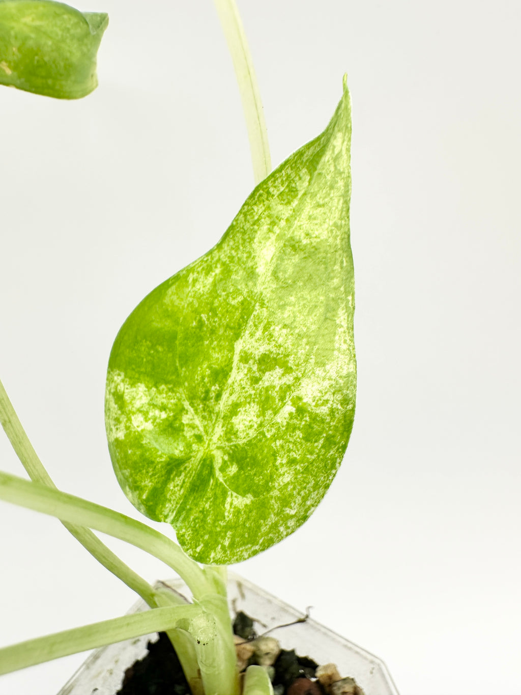 Alocasia Cucullata Mint