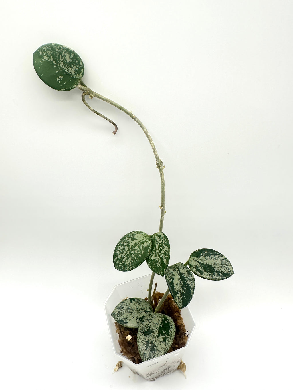 Hoya Mathilde (High Silver Splash)
