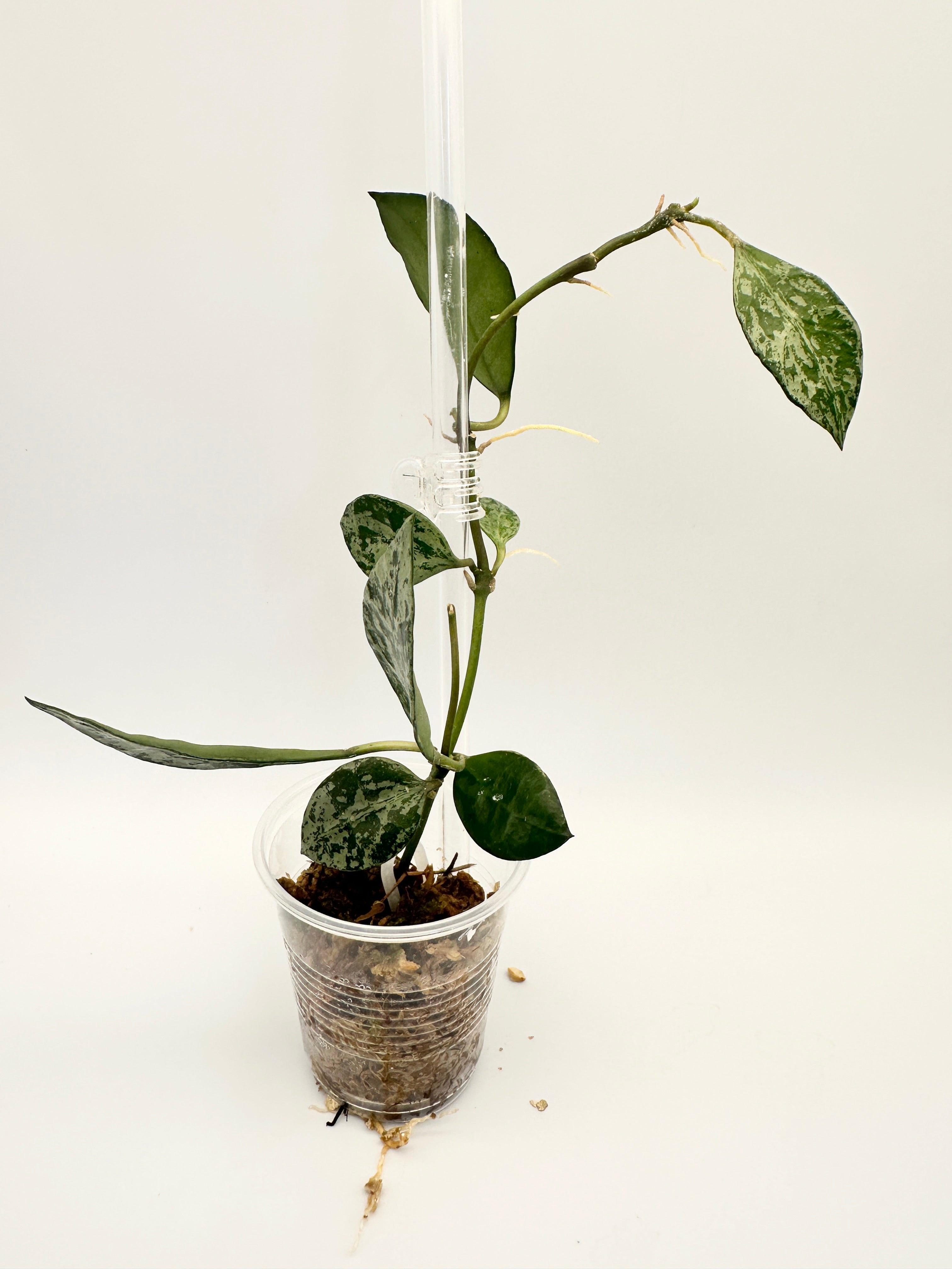 Hoya Lacunosa ‘Tiger Skin’ B