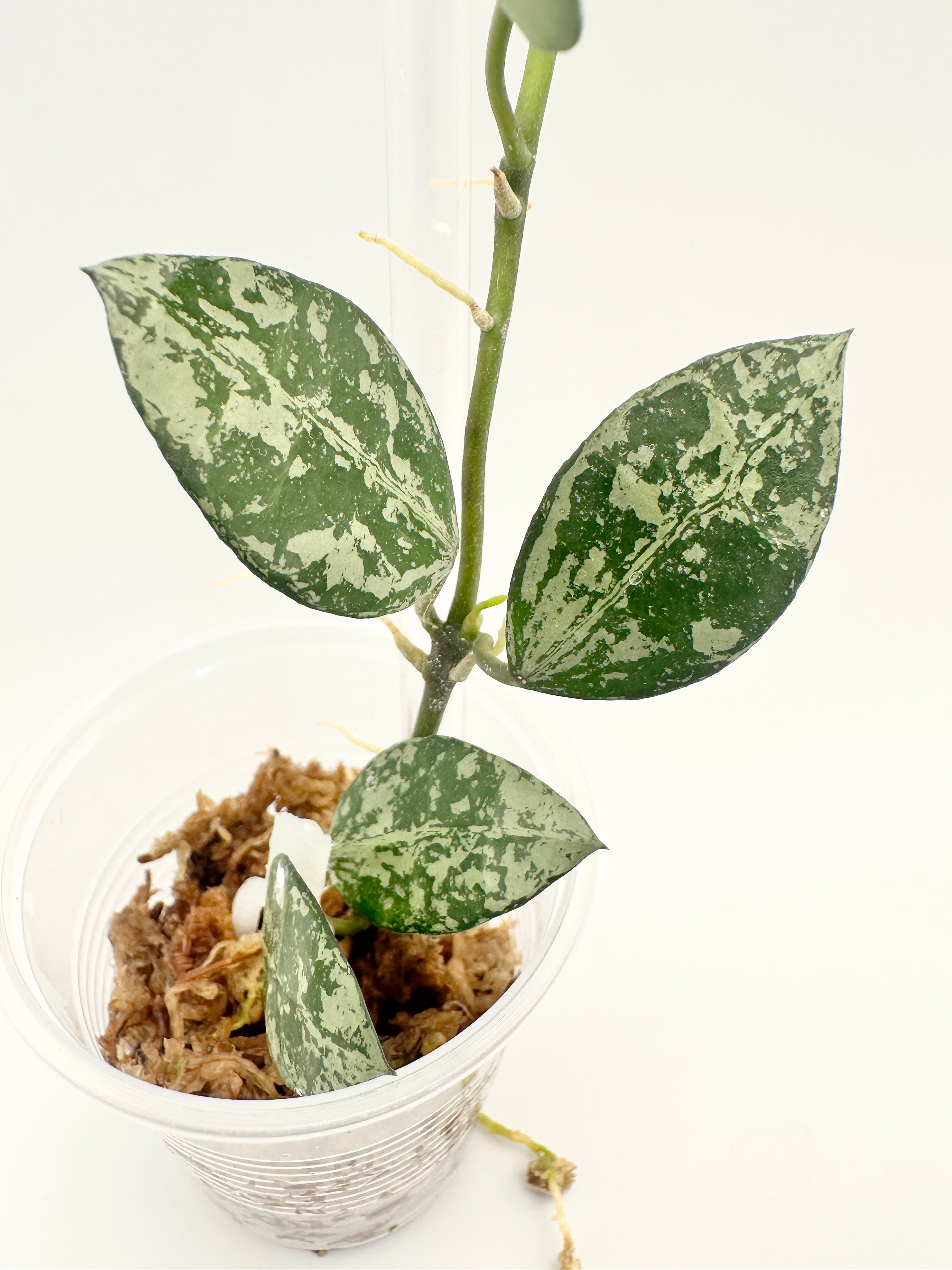 Hoya Lacunosa ‘Tiger Skin’ A
