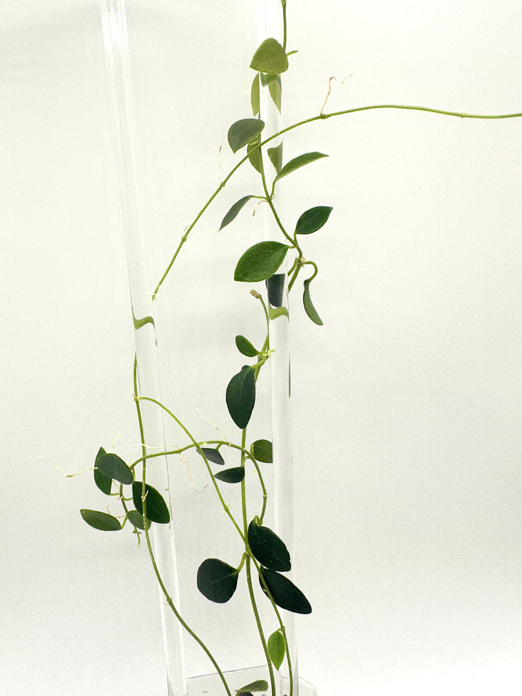Hoya Sp. IM-08