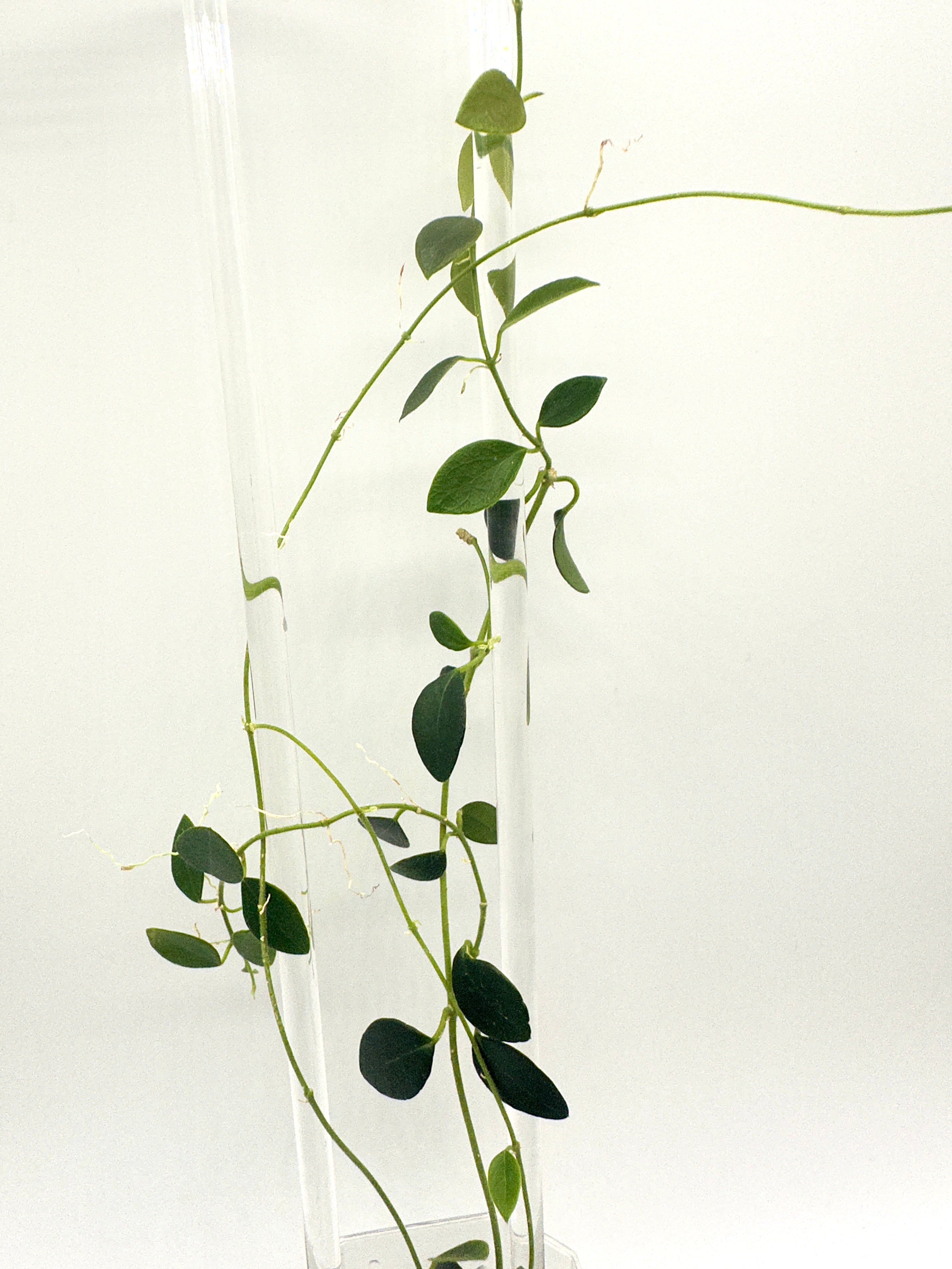 Hoya Sp. IM-08
