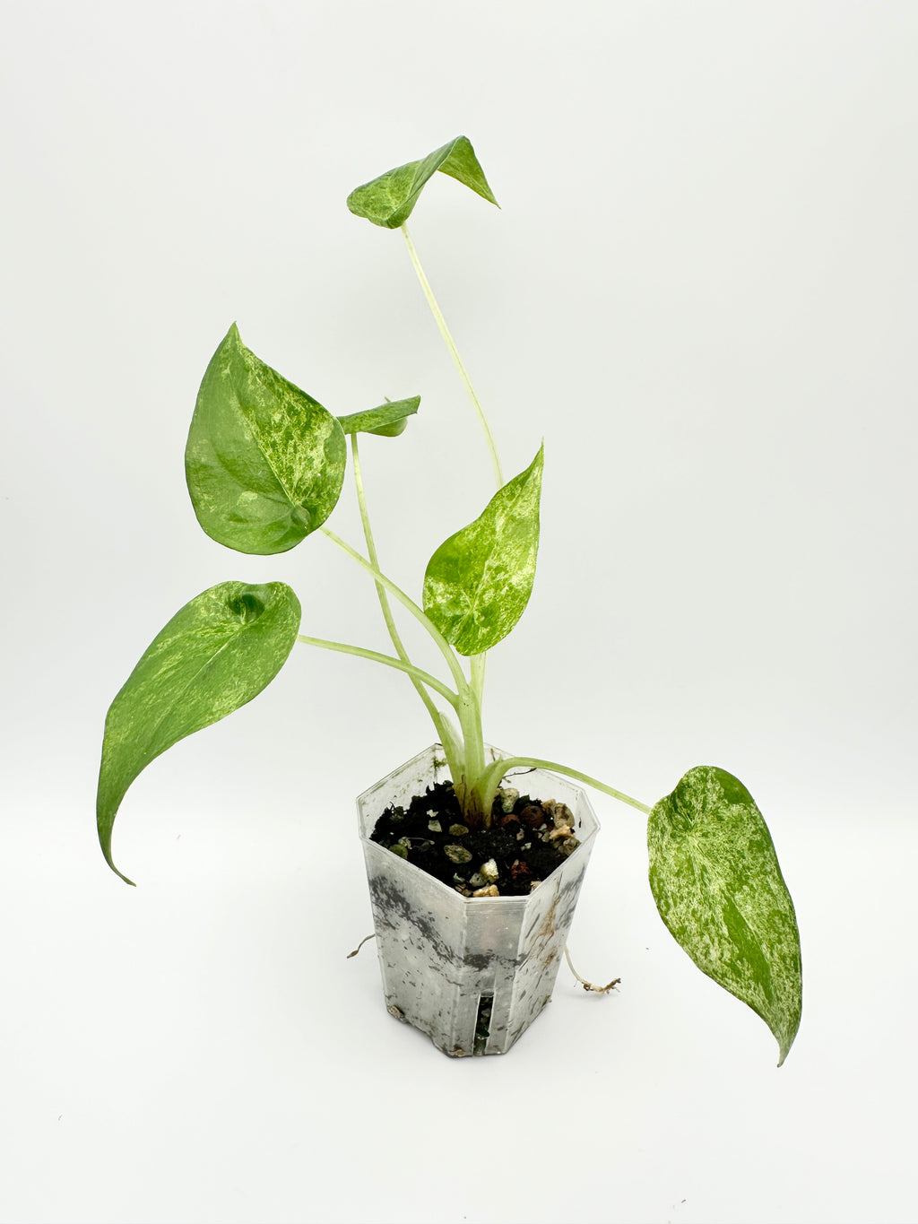 Alocasia Cucullata Mint