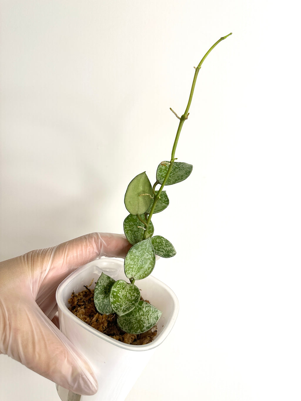 Hoya Lacunosa ‘Silver Lime’ (with SWP)