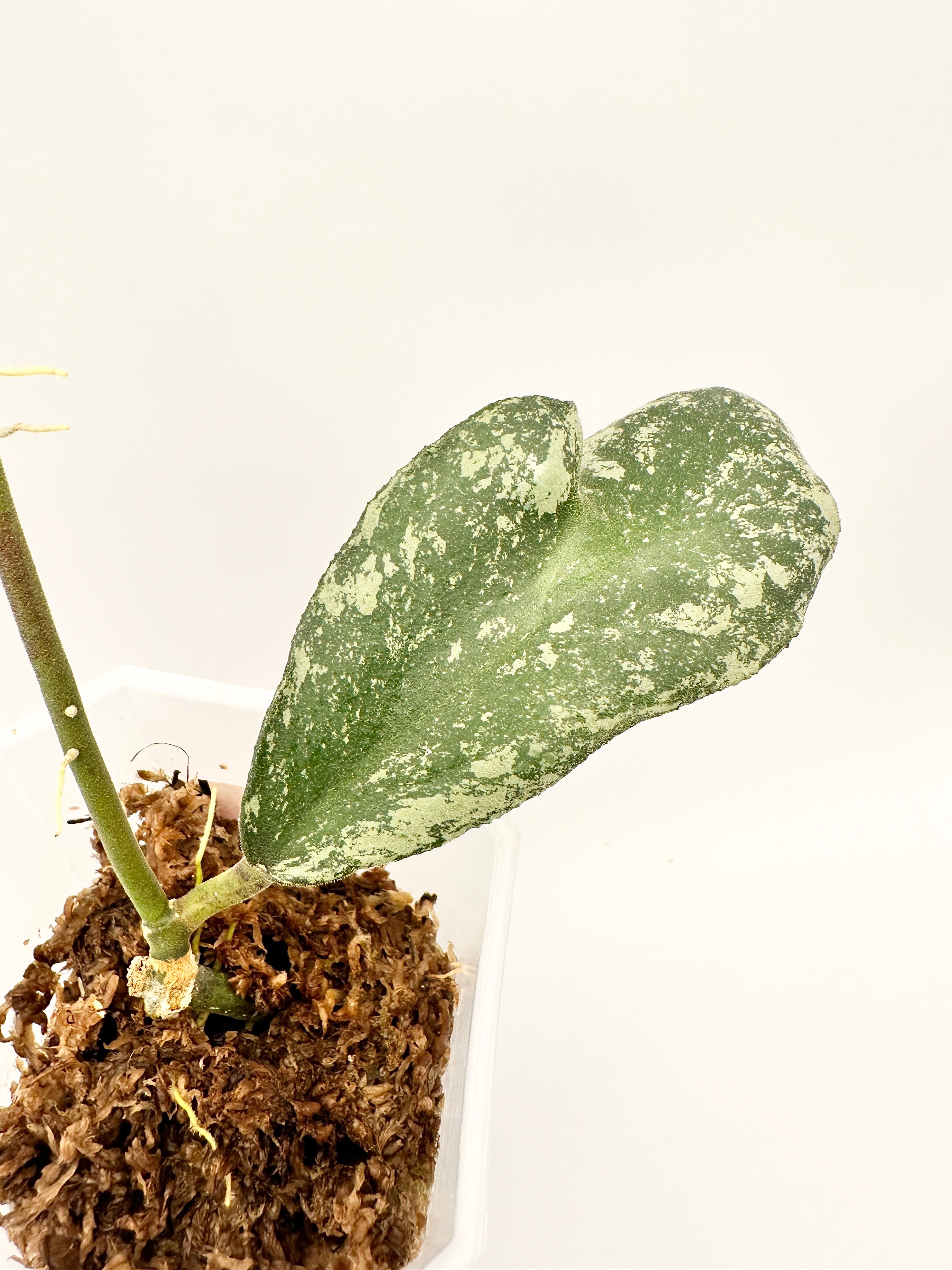 Hoya Waymaniae ‘Cloudy Sky’