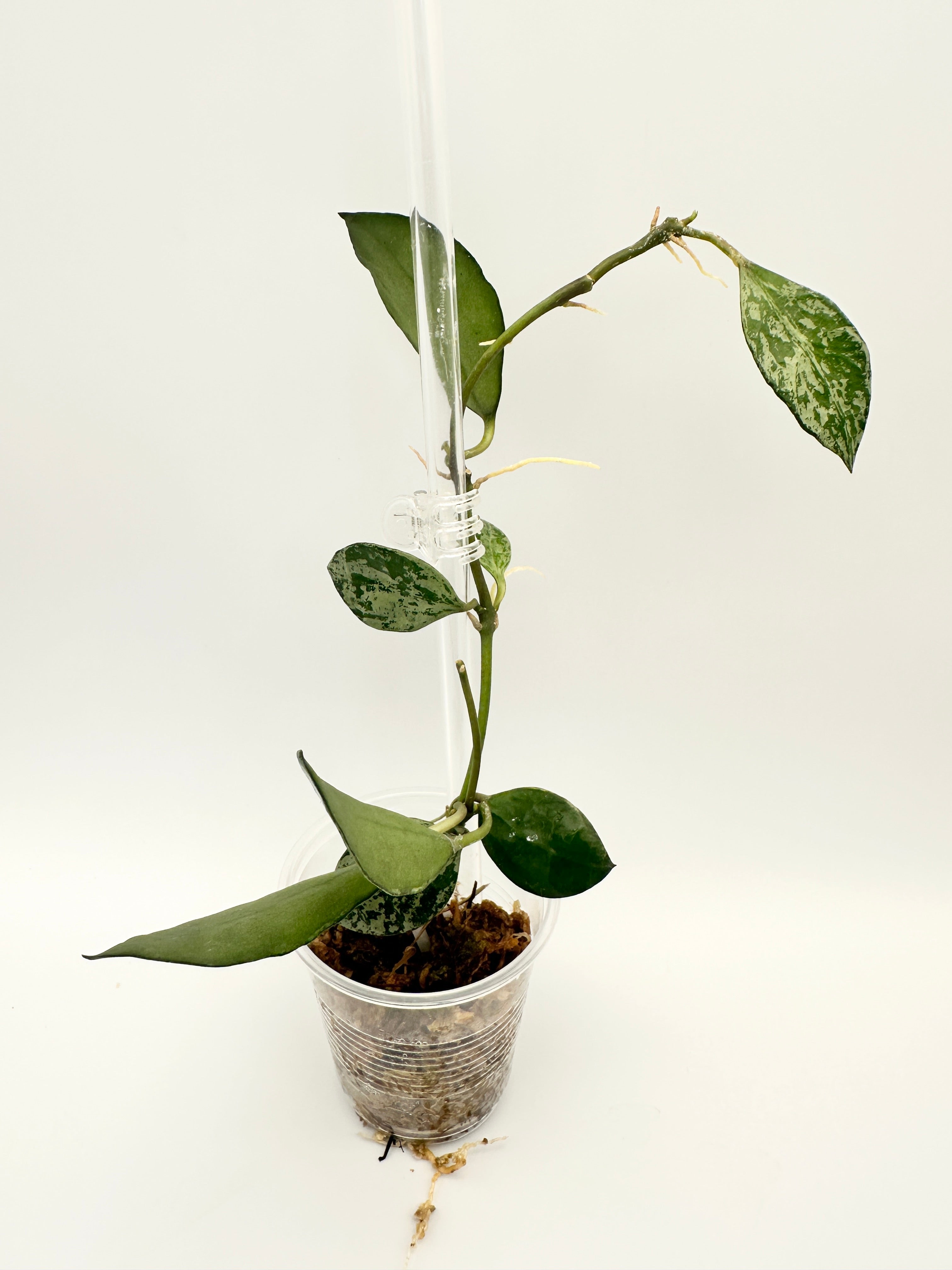 Hoya Lacunosa ‘Tiger Skin’ B