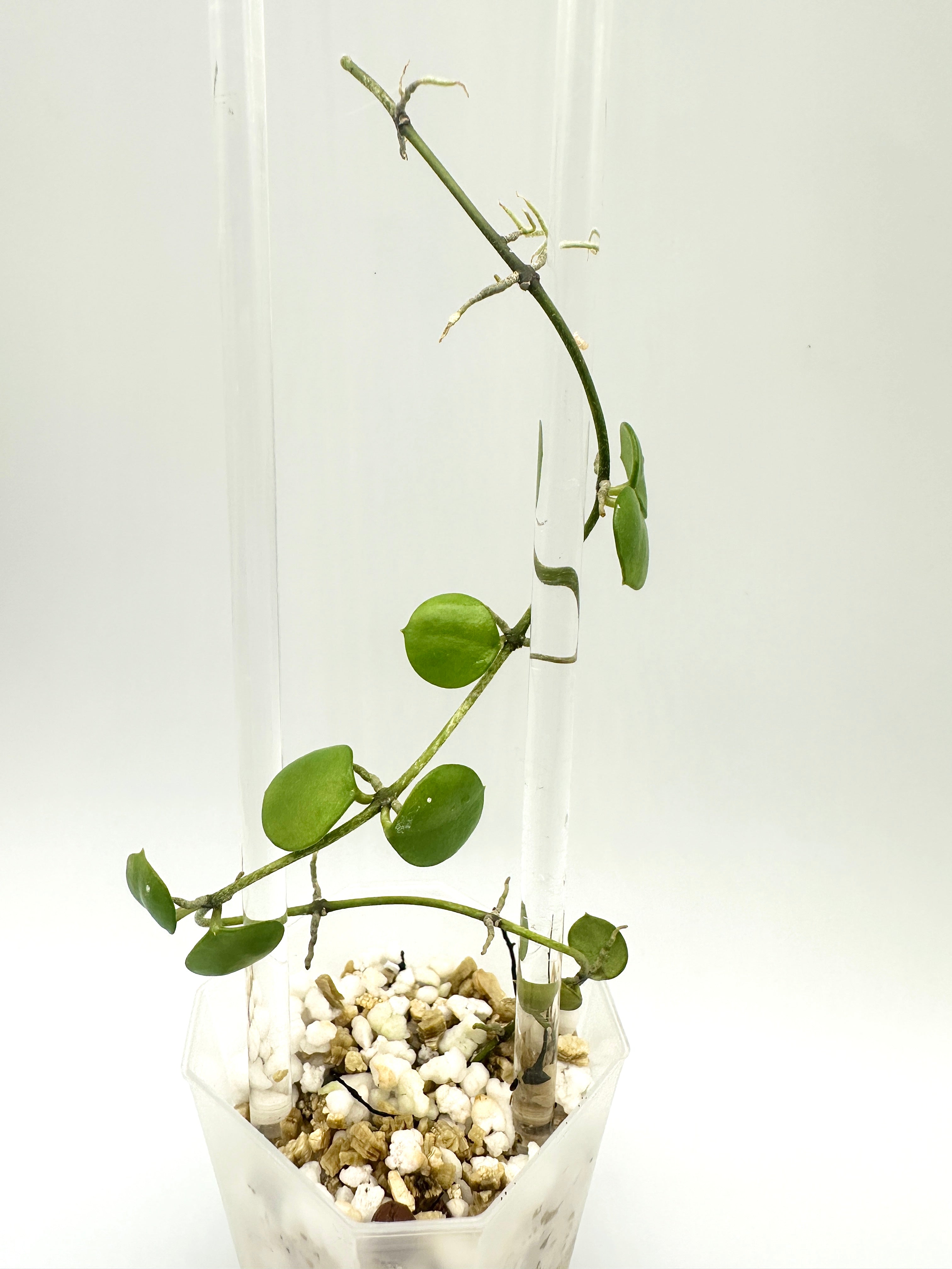 Hoya Peltata (C)