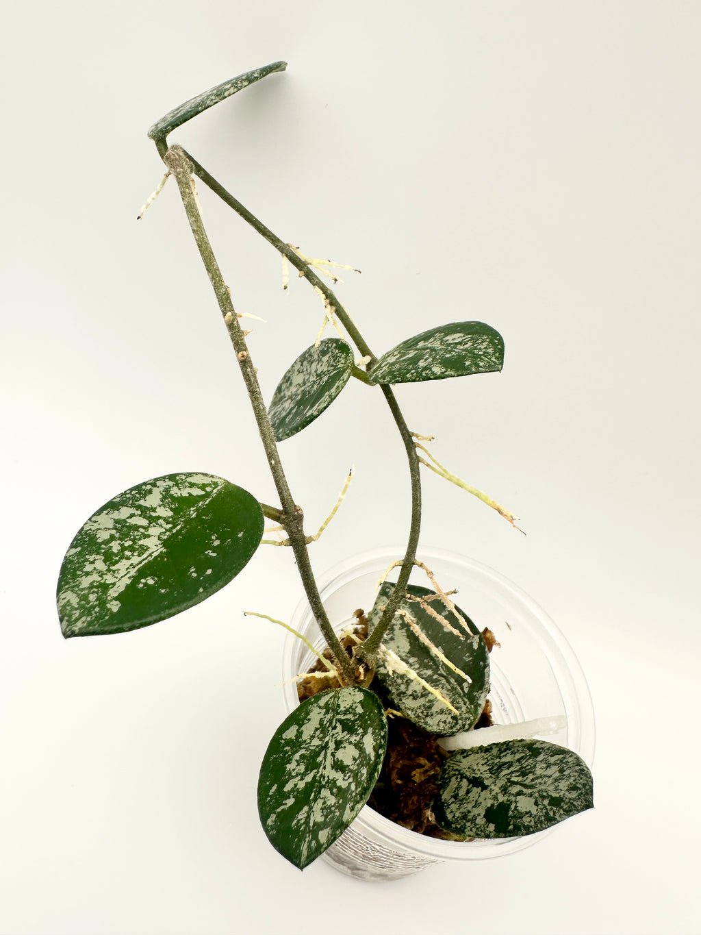 Hoya Mathilde Splash (B)