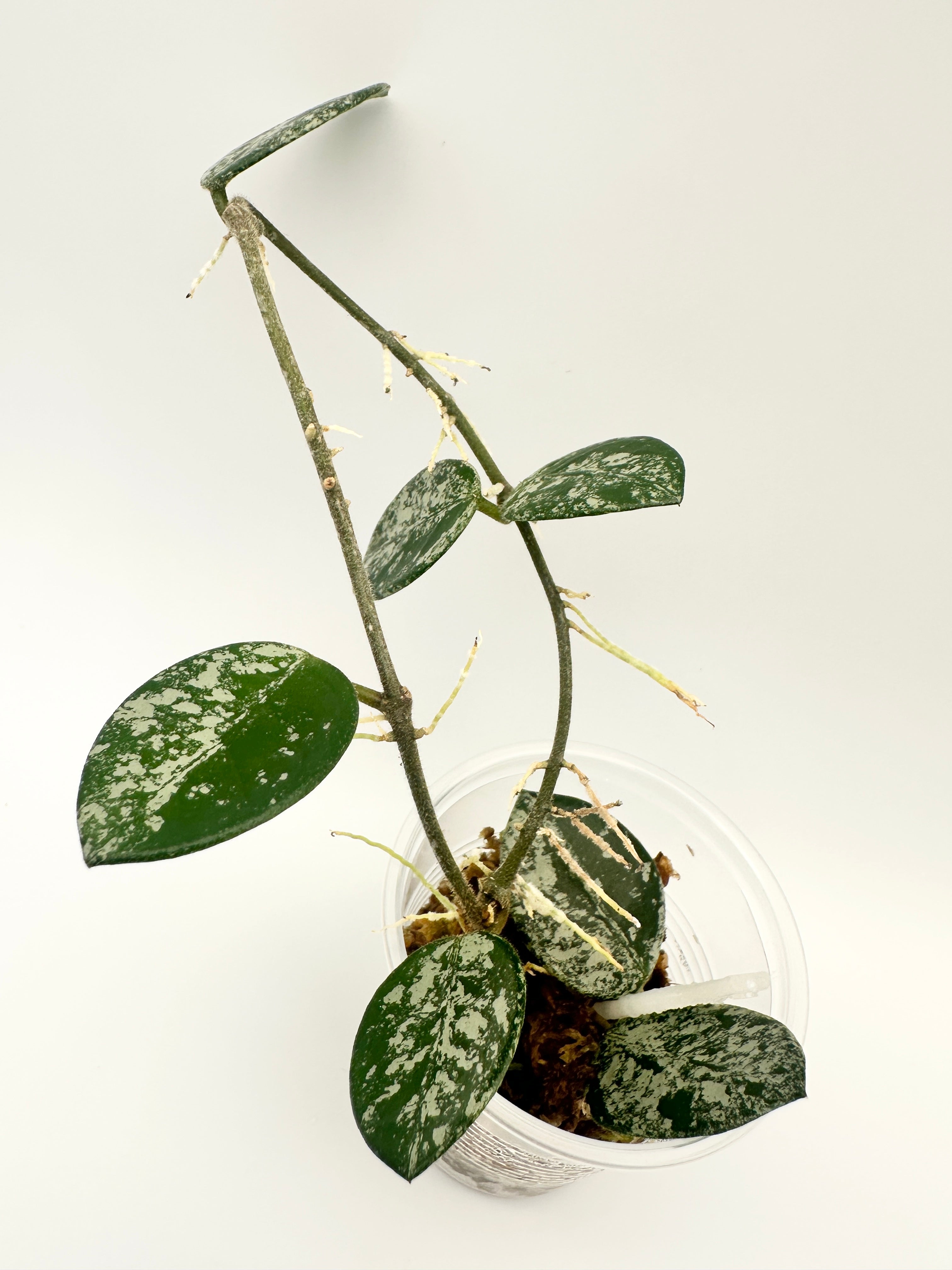 Hoya Mathilde Splash (B)