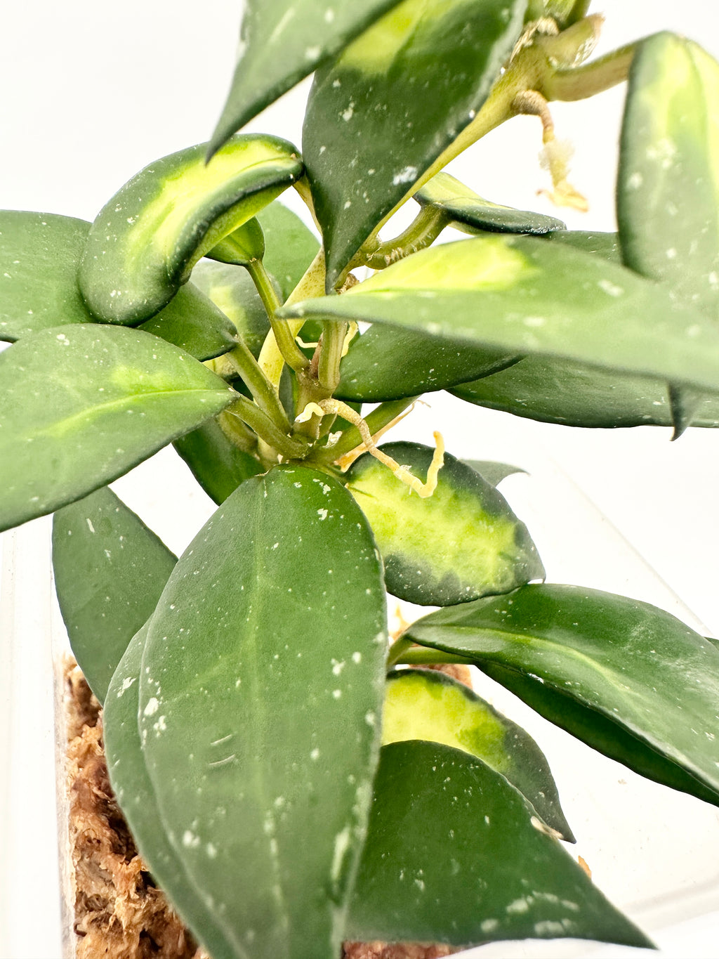Hoya Lacunosa ‘Golden Flame’