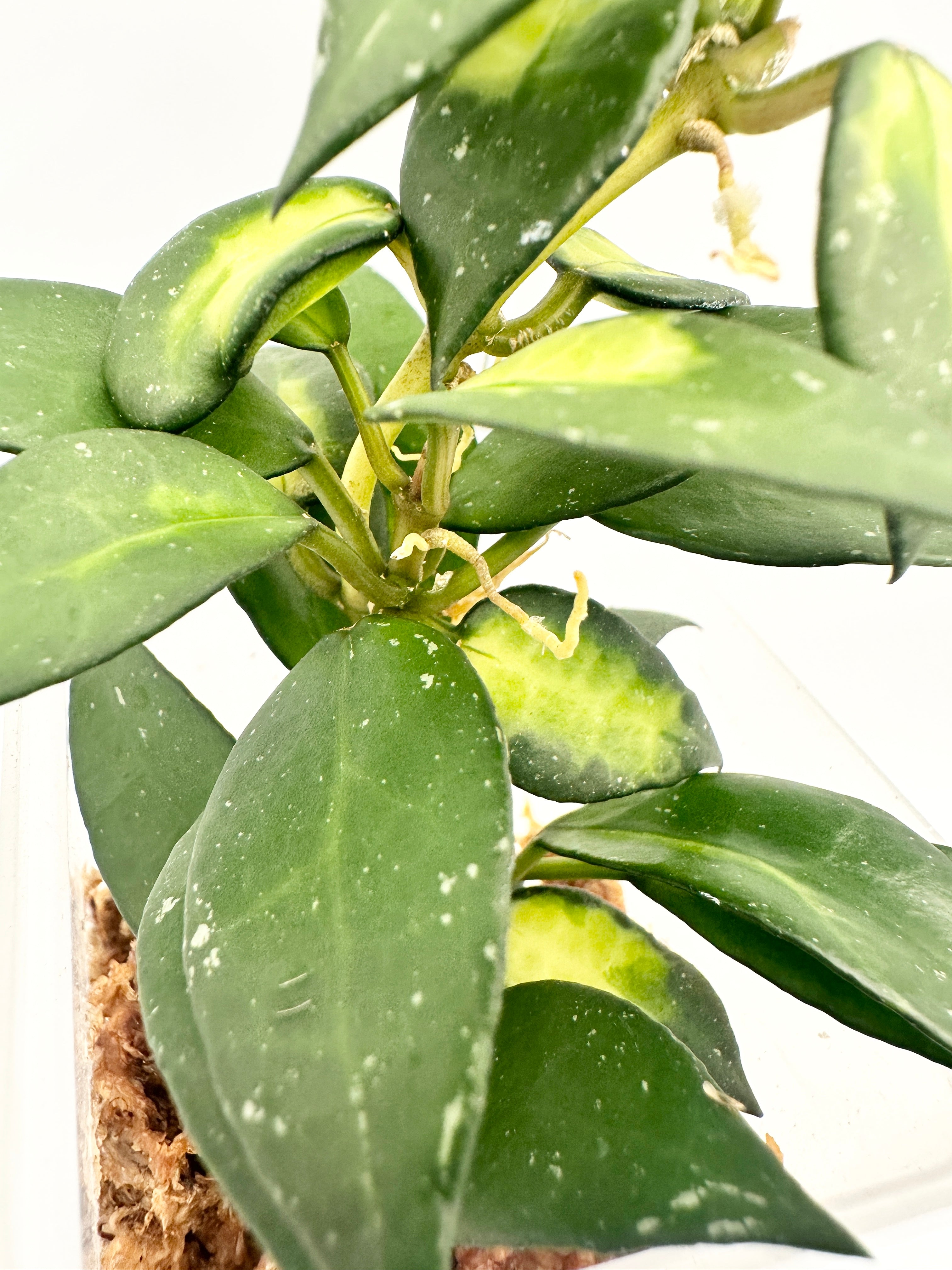 Hoya Lacunosa ‘Golden Flame’