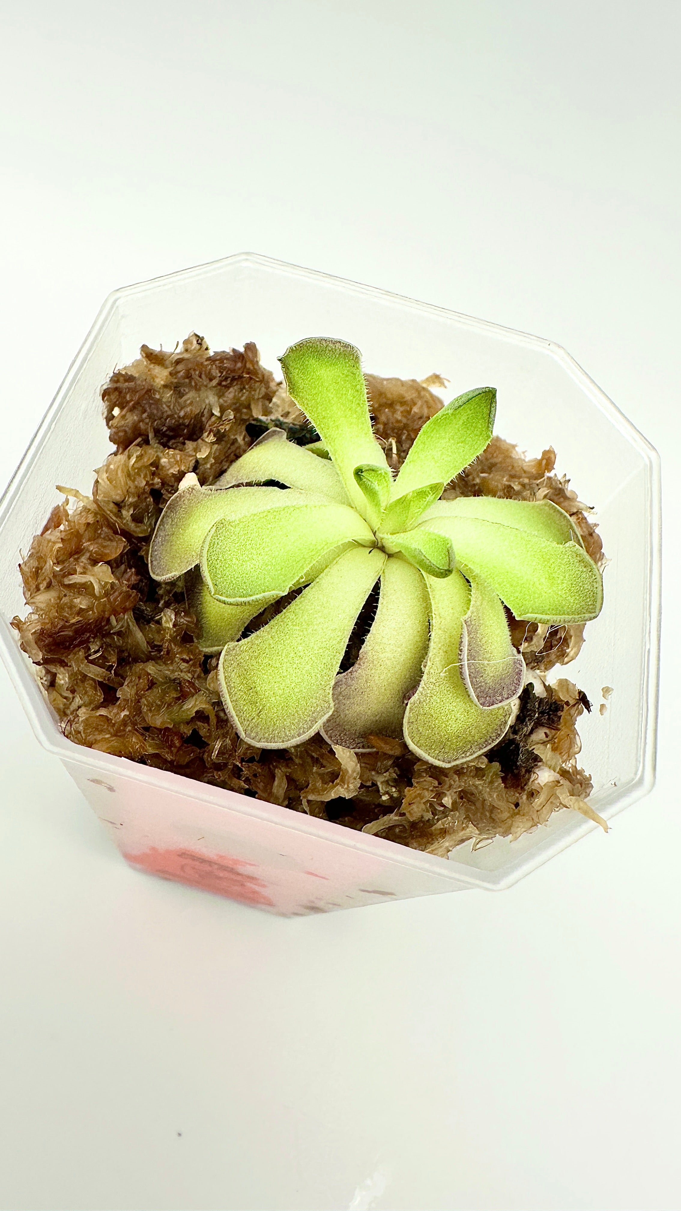 Pinguicula Cyclosecta