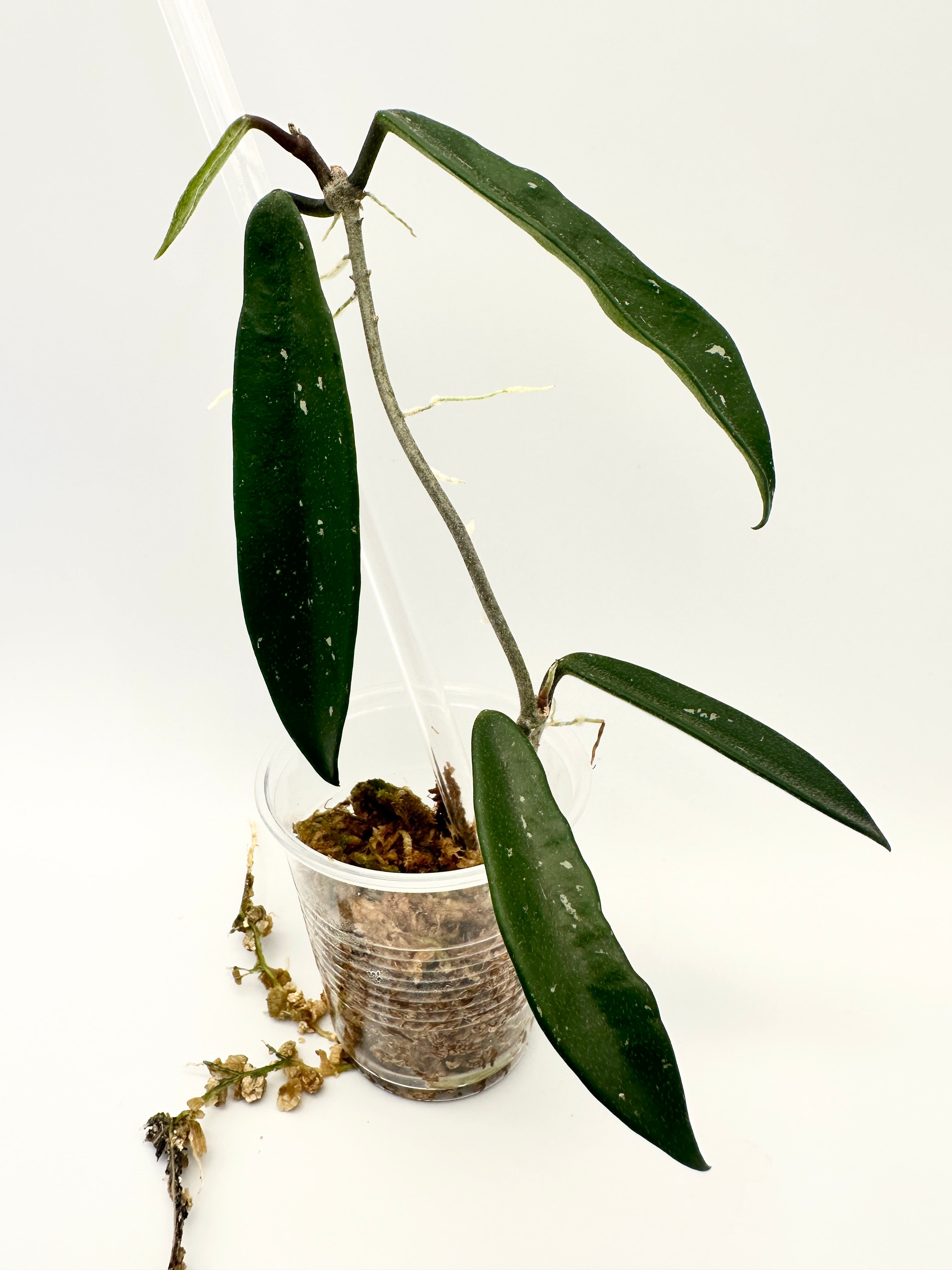 Hoya Mirabilis Clone B