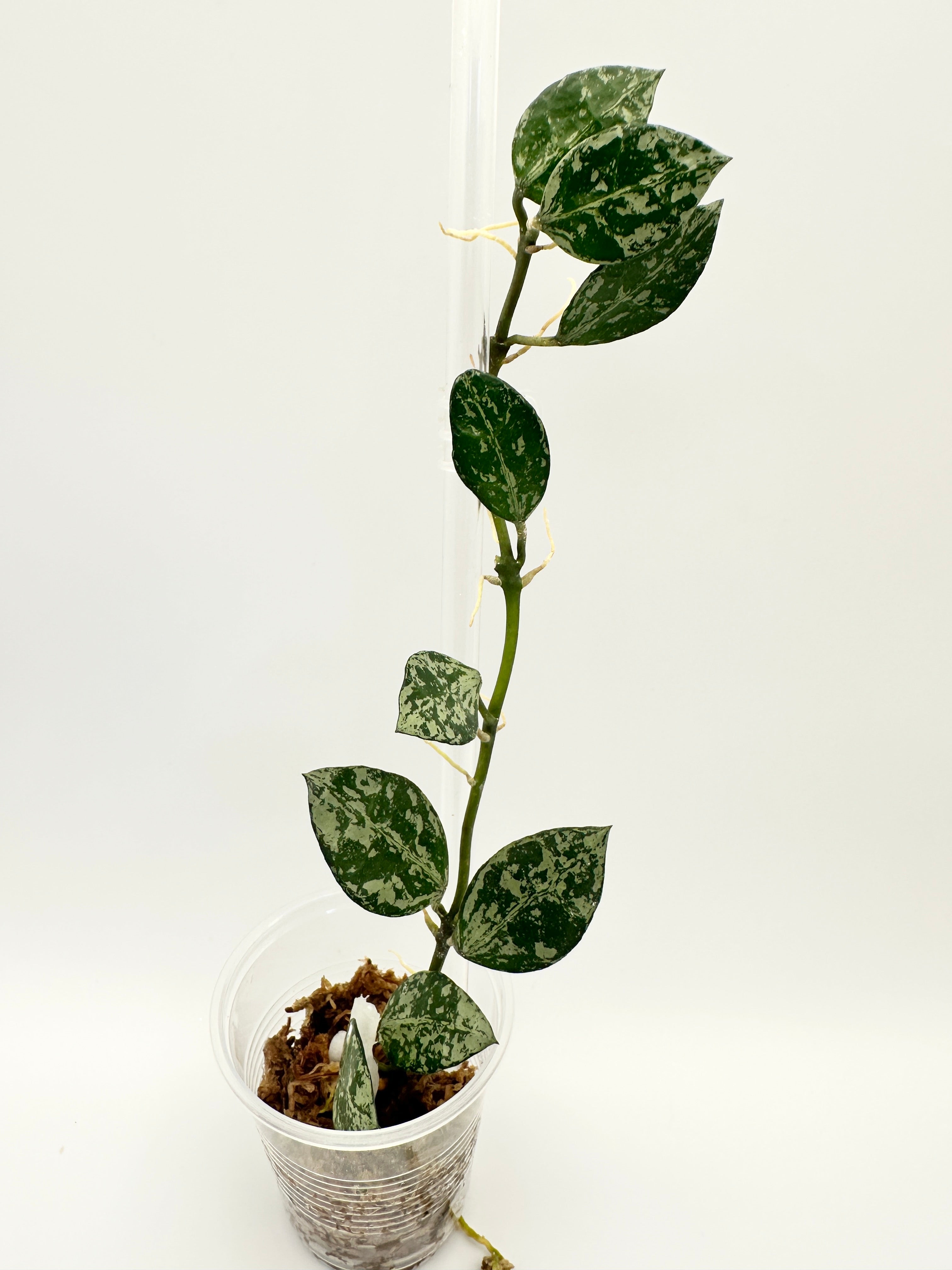 Hoya Lacunosa ‘Tiger Skin’ A