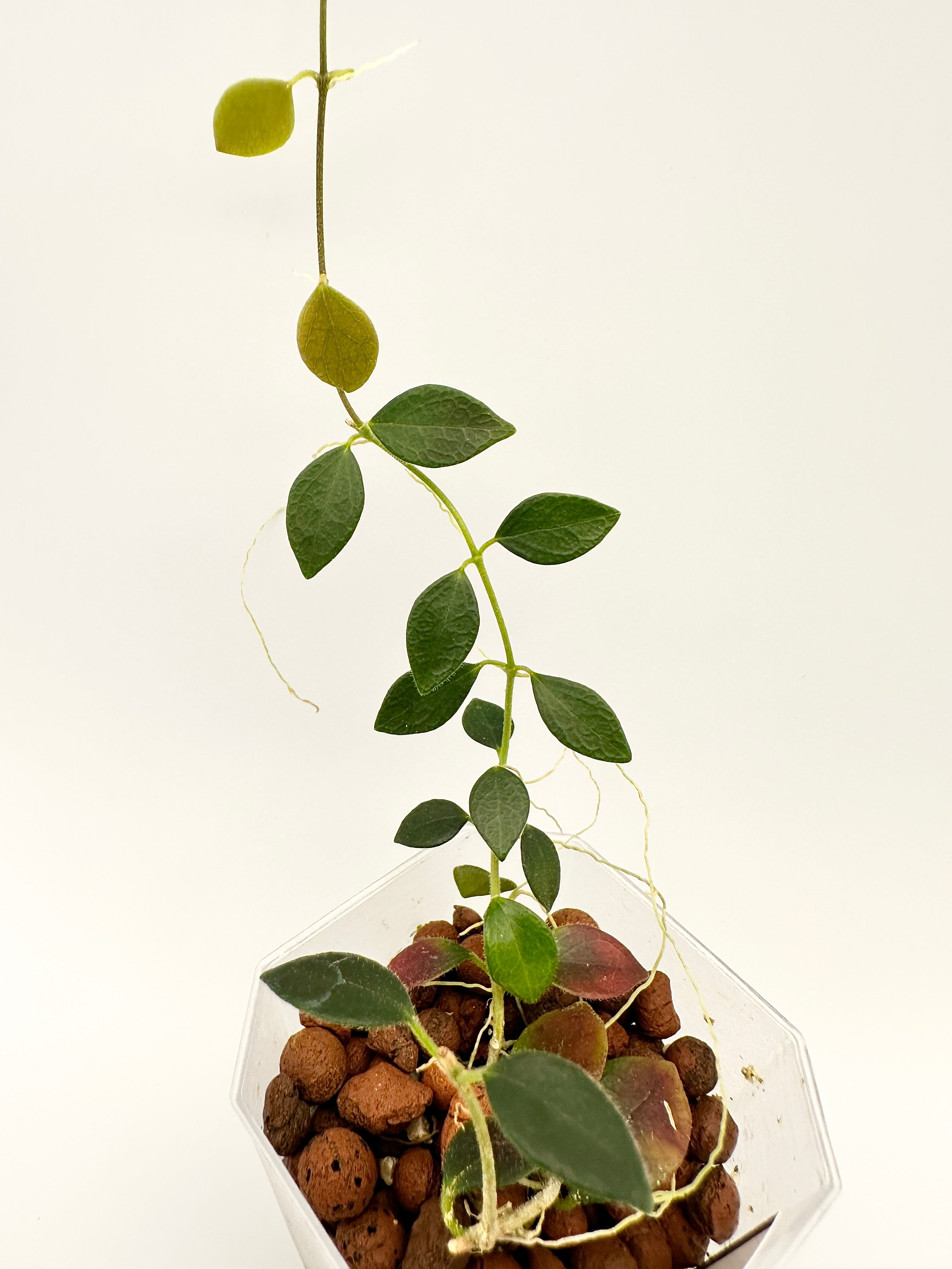 Hoya sp. Papua IM-08