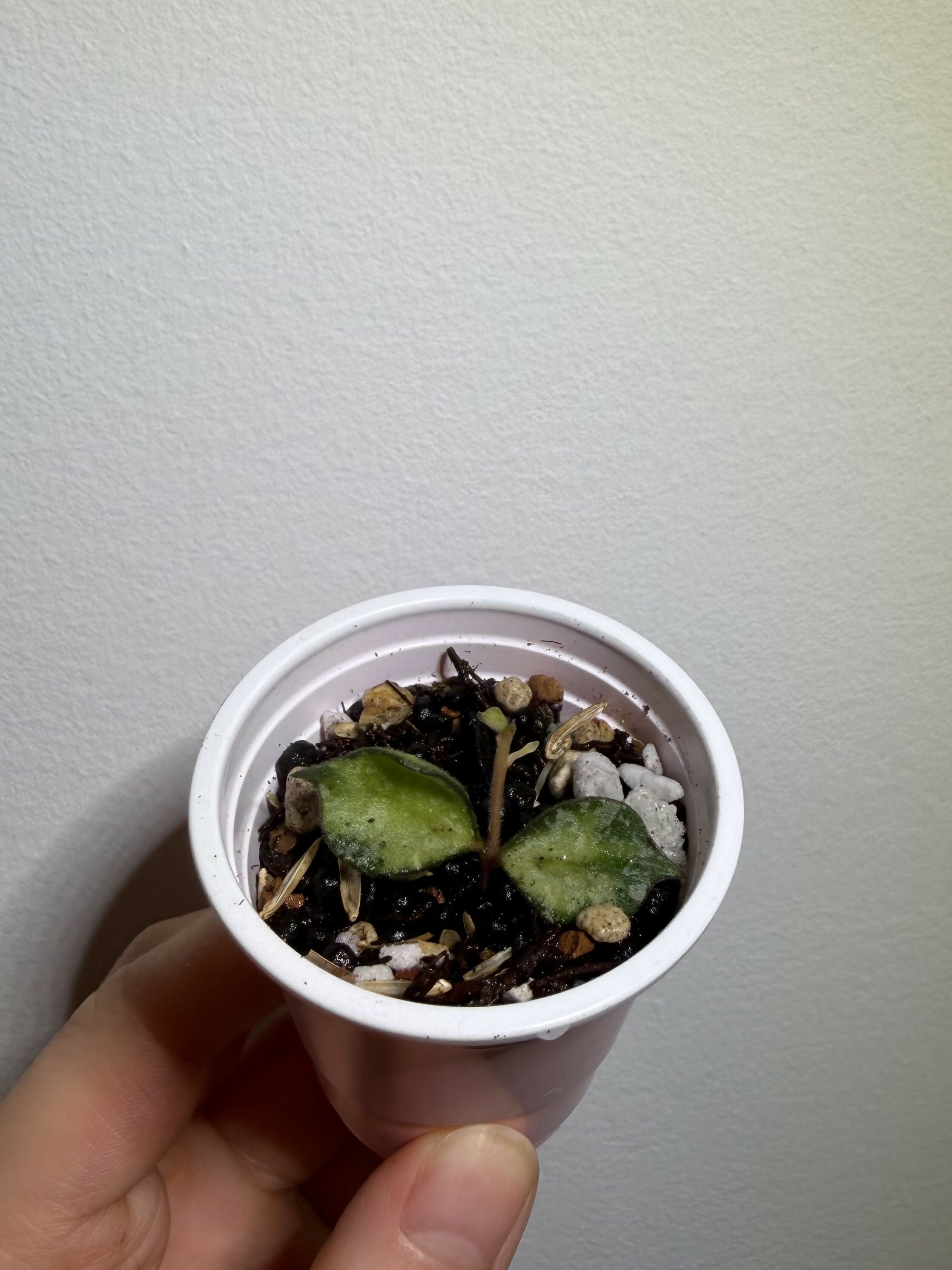 Hoya Curtisii Inner Variegated