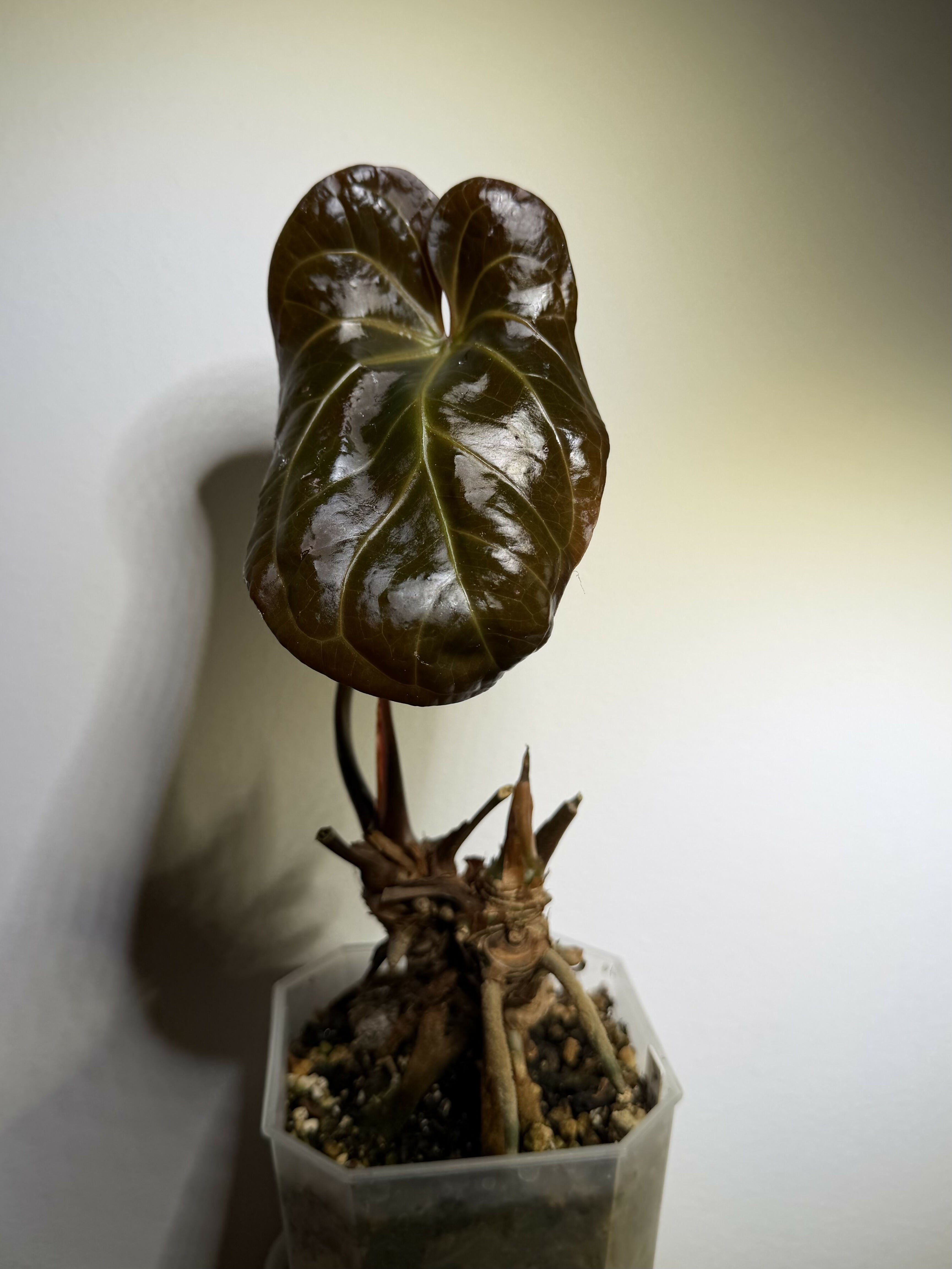 Anthurium Pap Hybrid