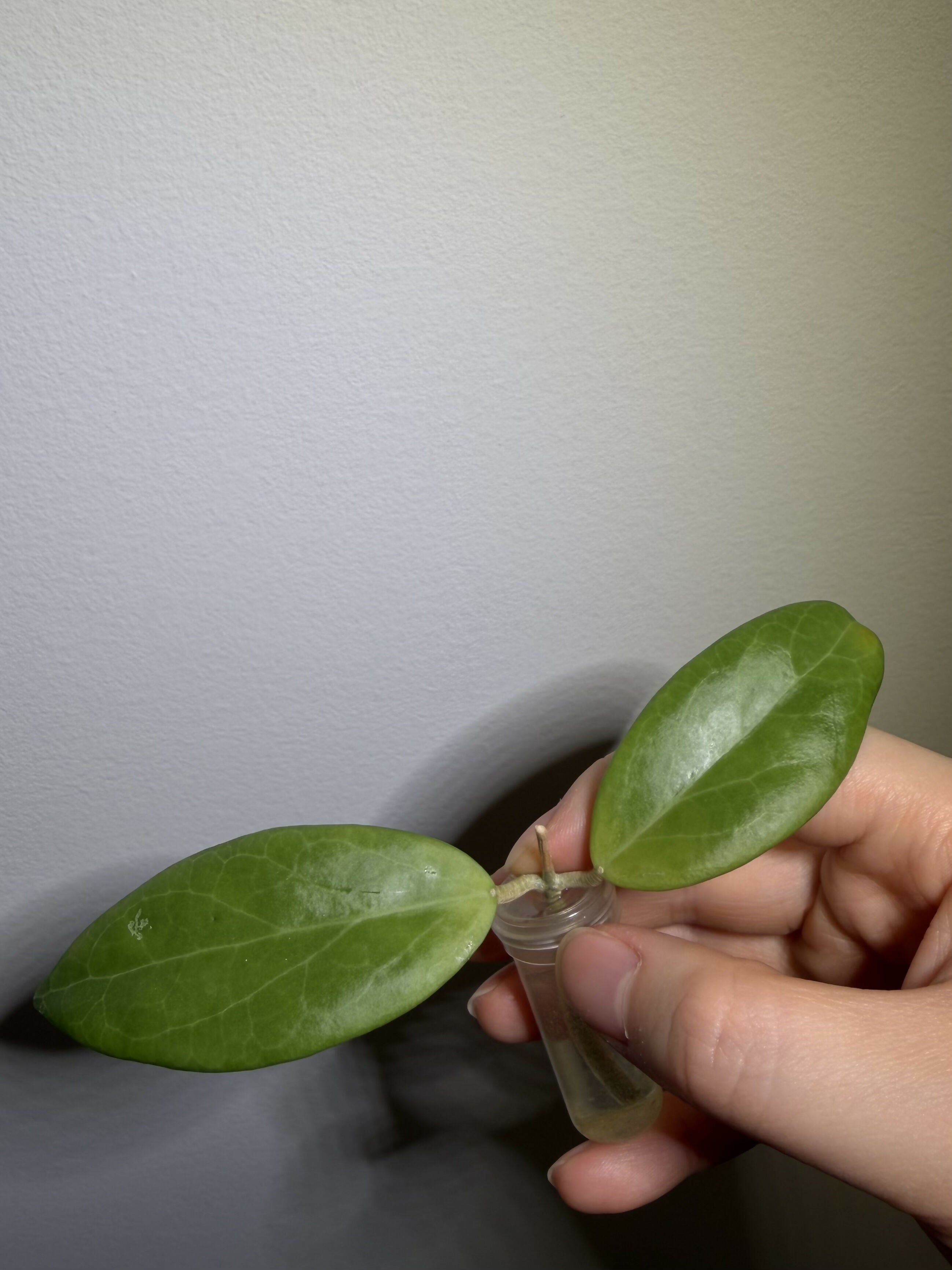 Hoya Cutis-Porcelana