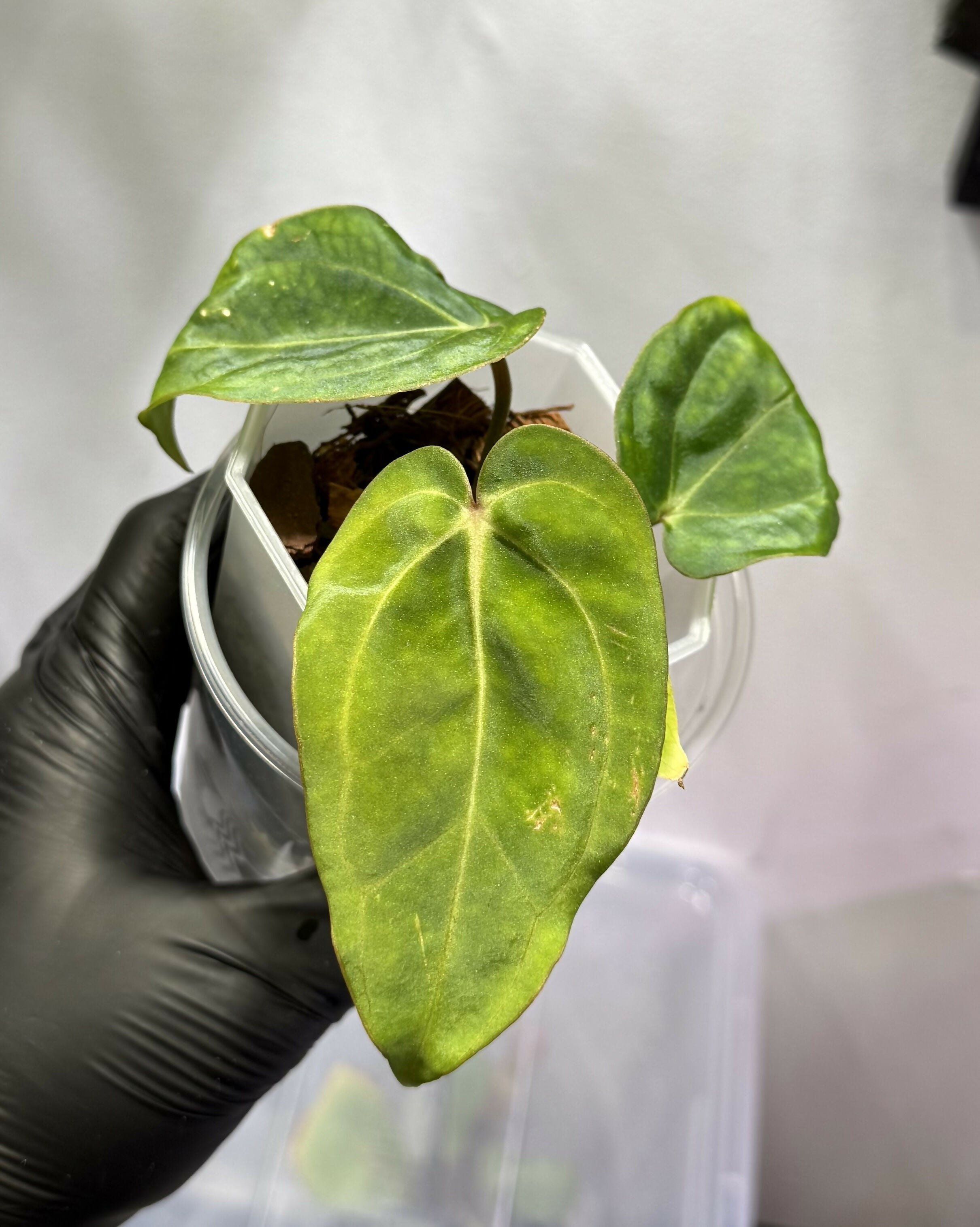 Anthurium (Carla x Sp Nov DF) x Carla Buz