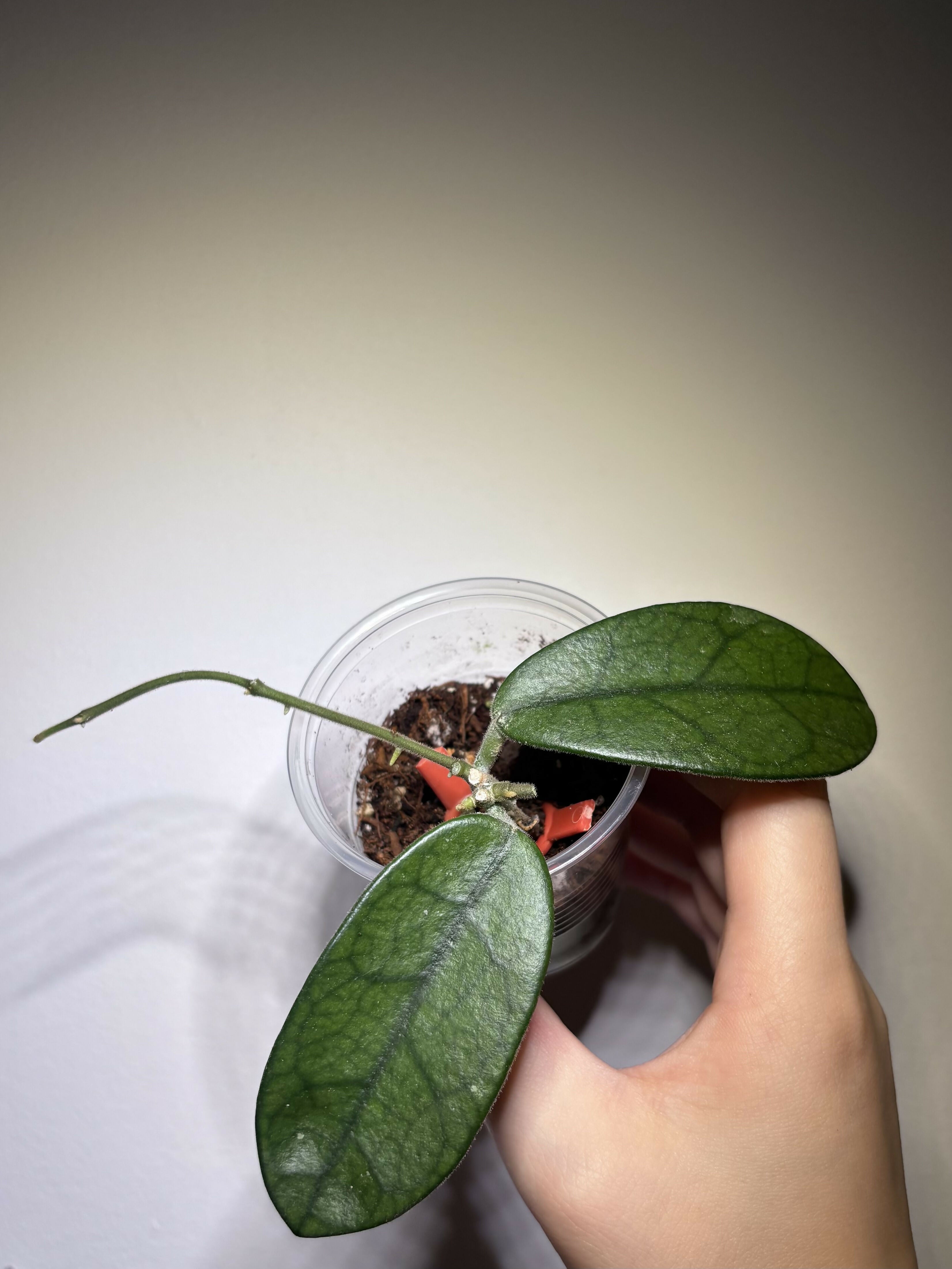 Hoya Lyi NoID