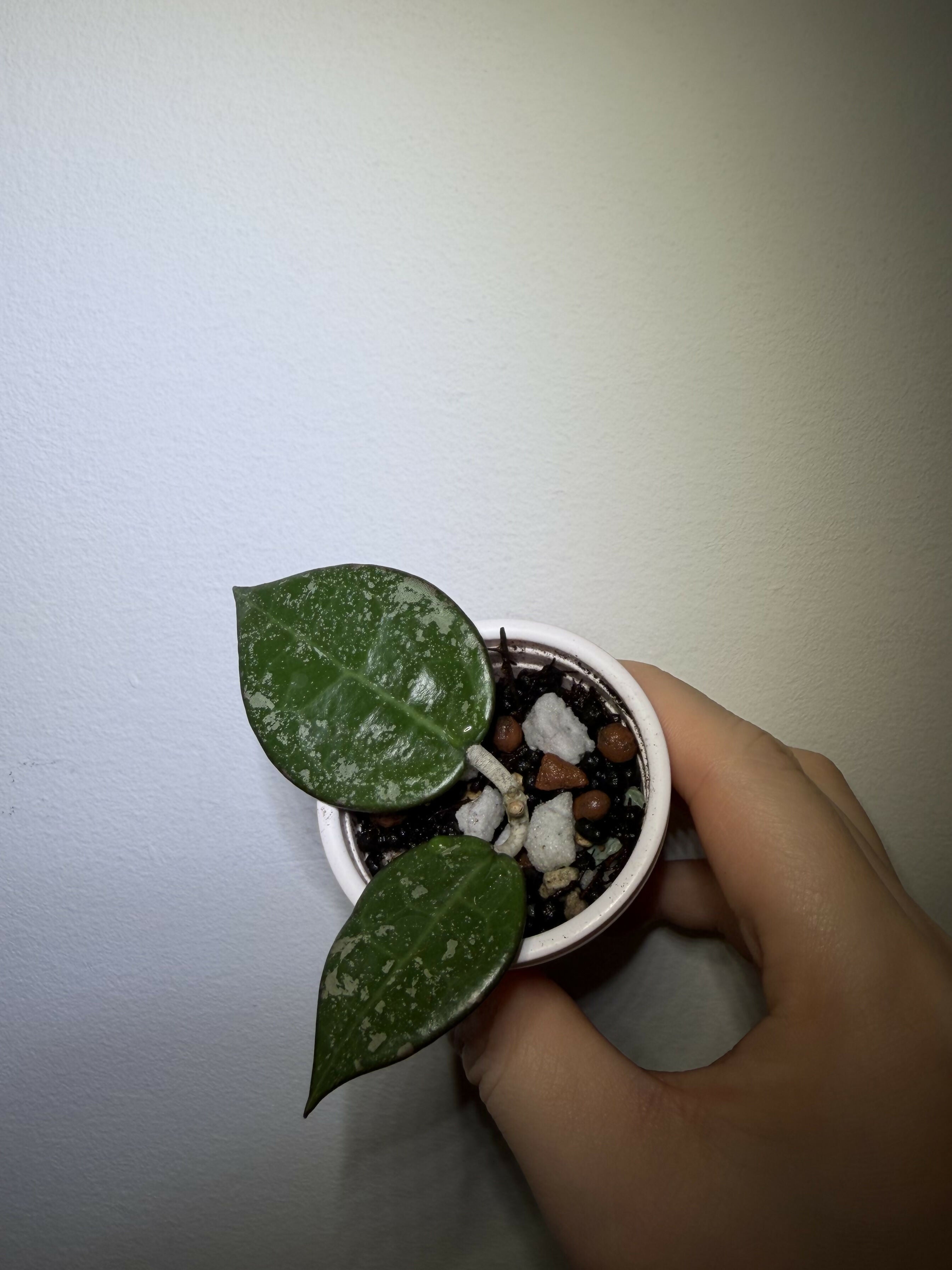 Hoya Black Margin Splash