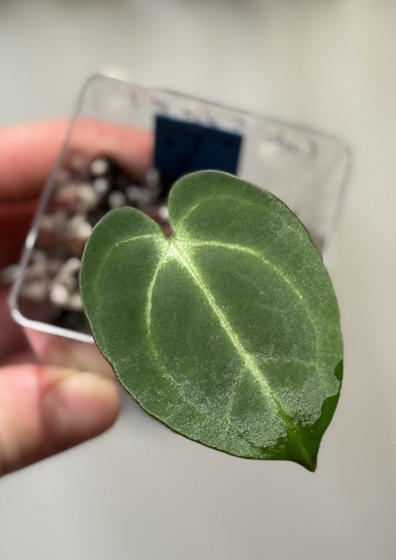 Anthurium Carlablackiae 5x10