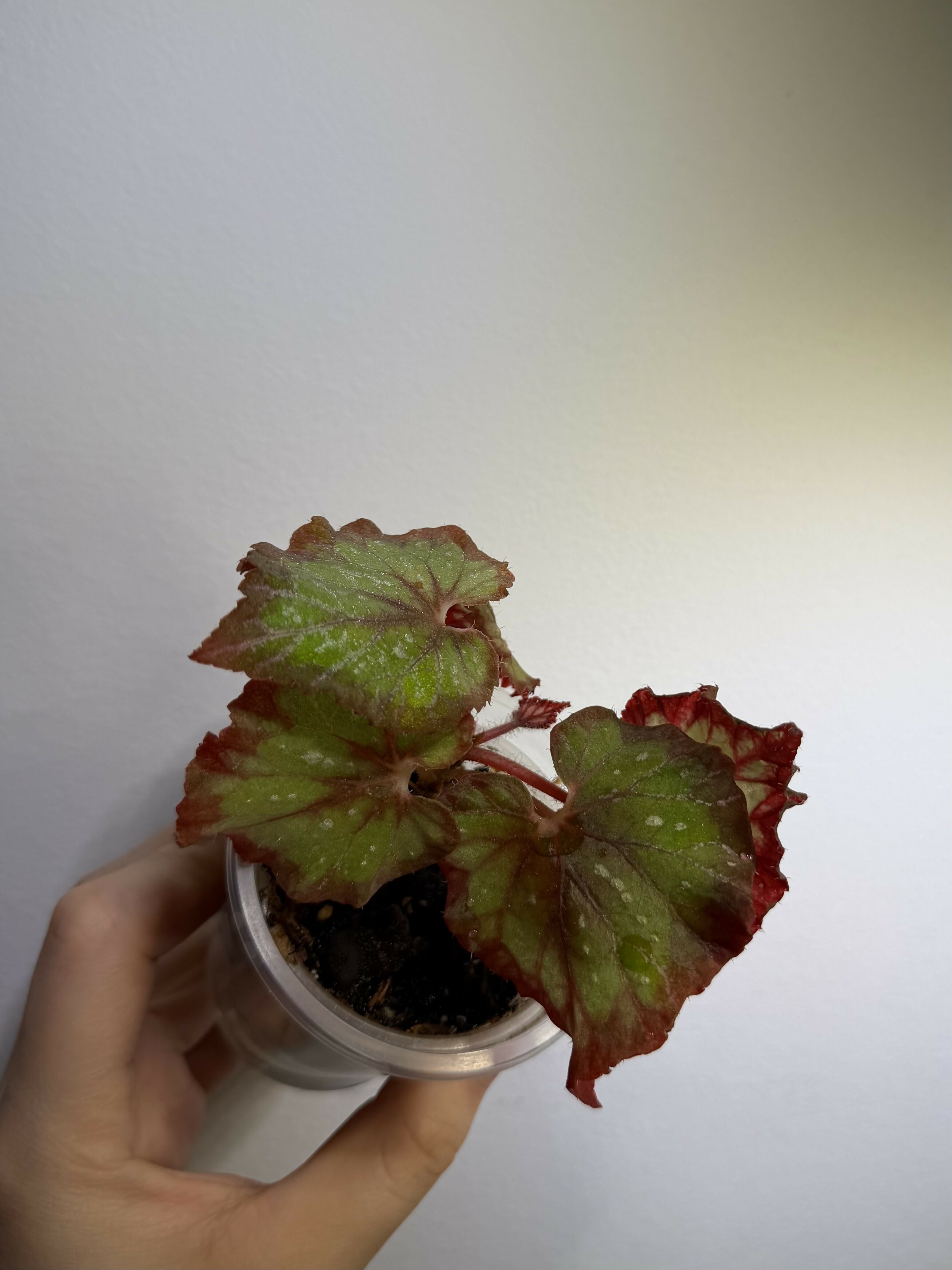 Begonia 'Carnival' (Pot)