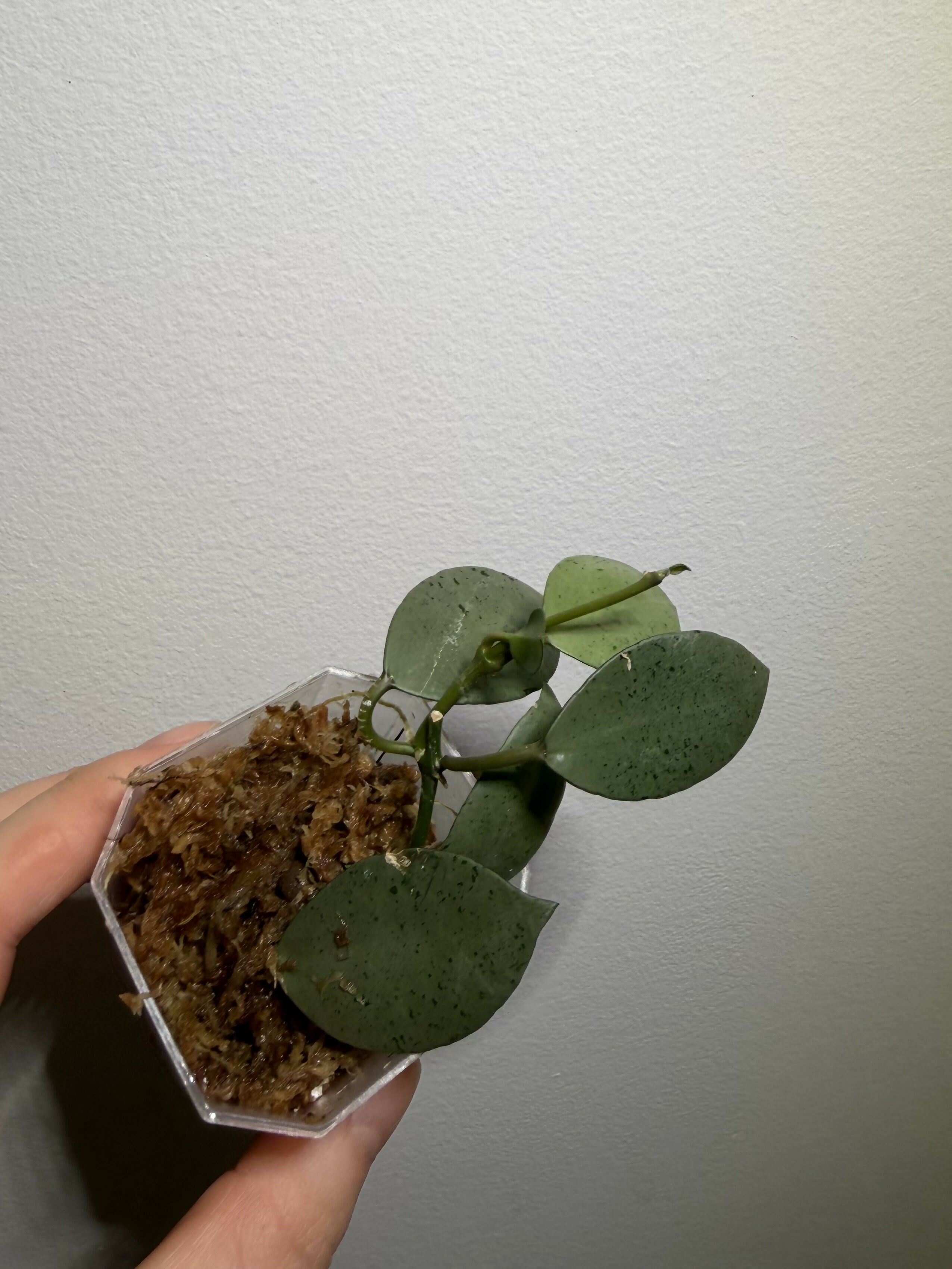 Hoya Lacunosa Mint Coin