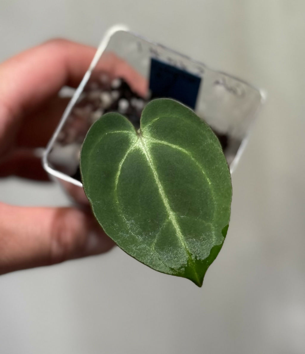 Anthurium Carlablackiae 5x10
