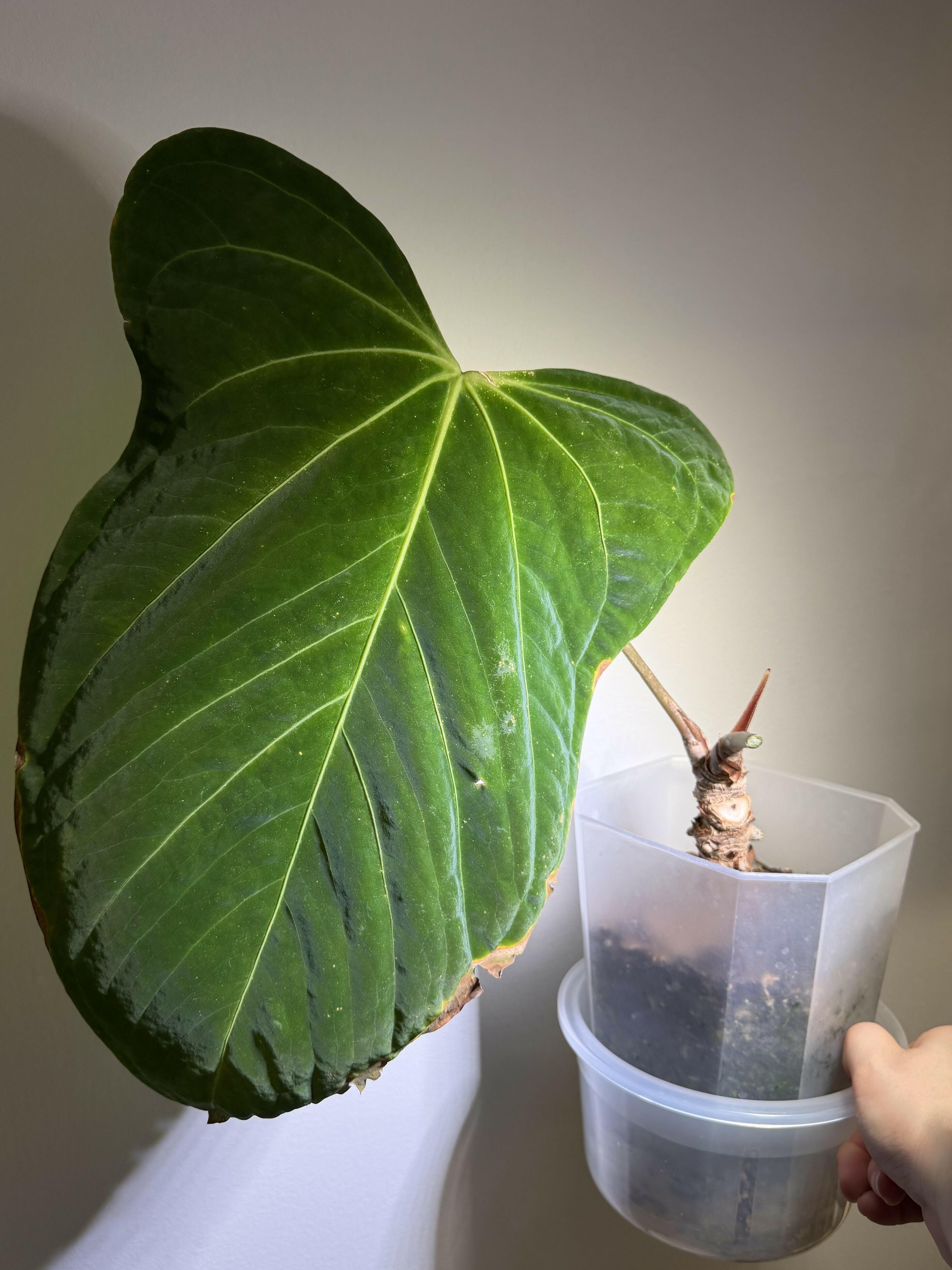 Anthurium Pap H. x Dark Phoenix (Large)