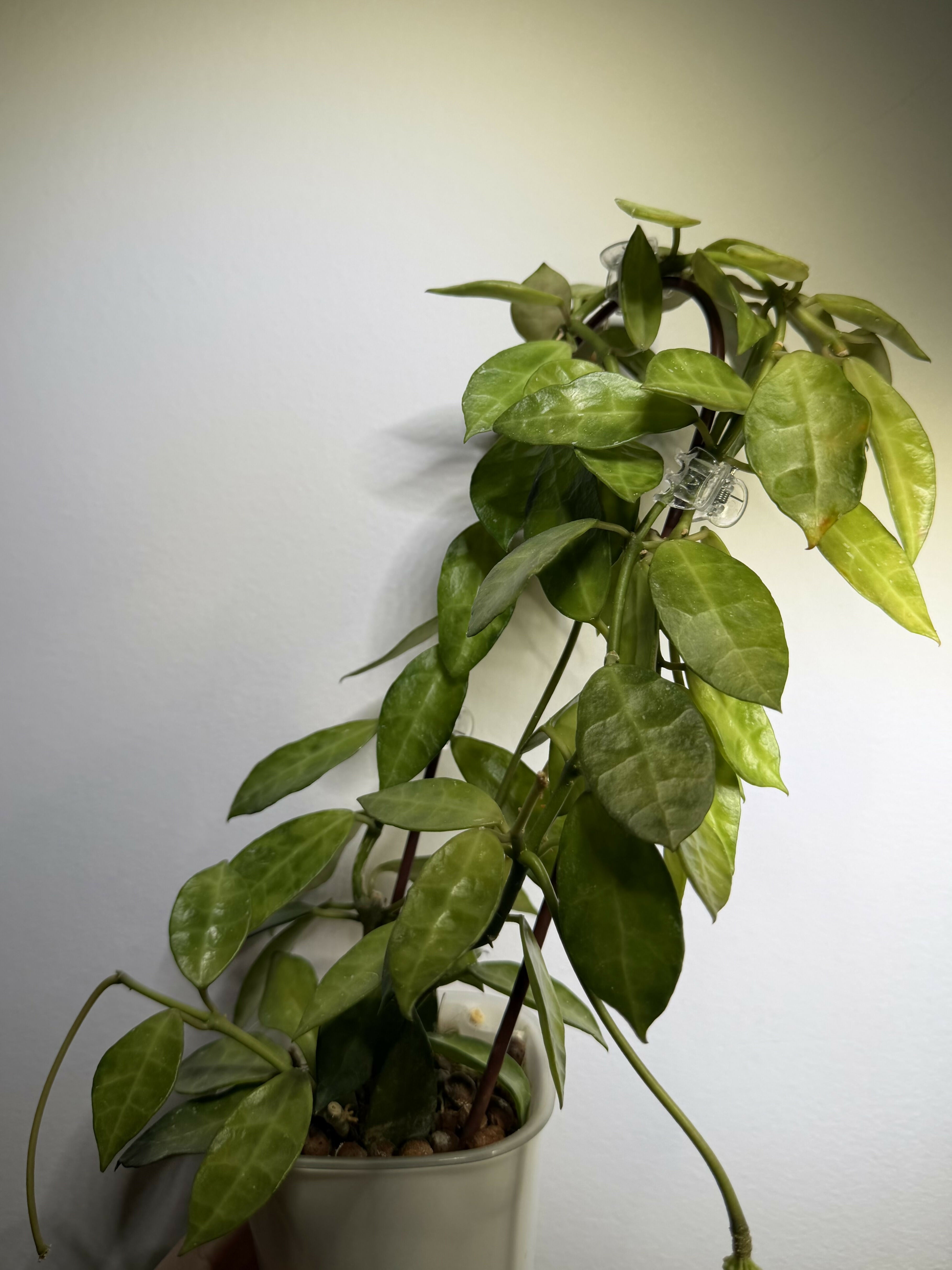 Hoya Lacunosa Amarillo - Mother Plant