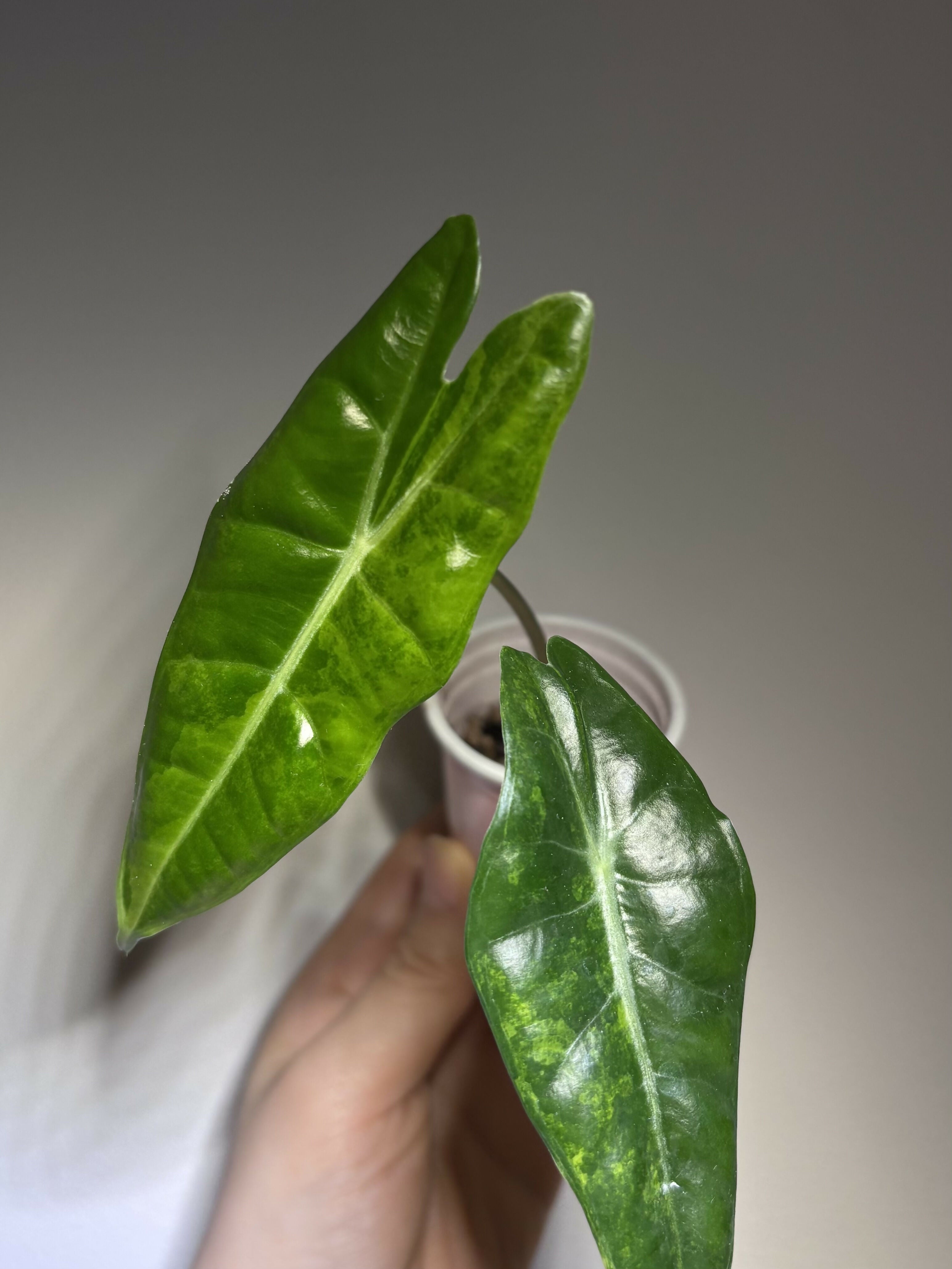 Alocasia Longiloba Silver Aurea