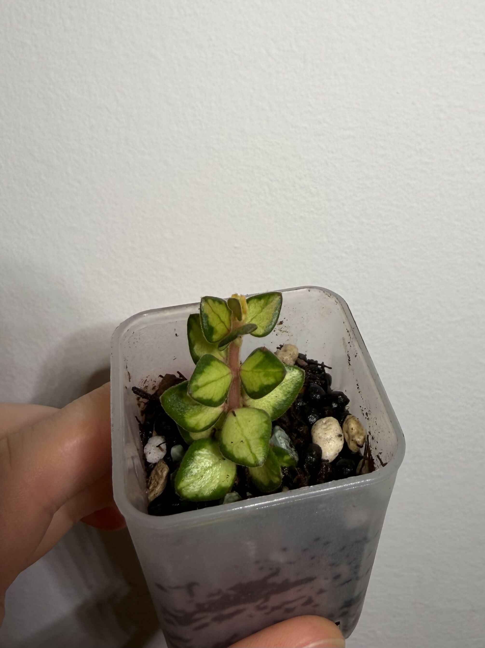 Hoya Chinghungensis Var. - D