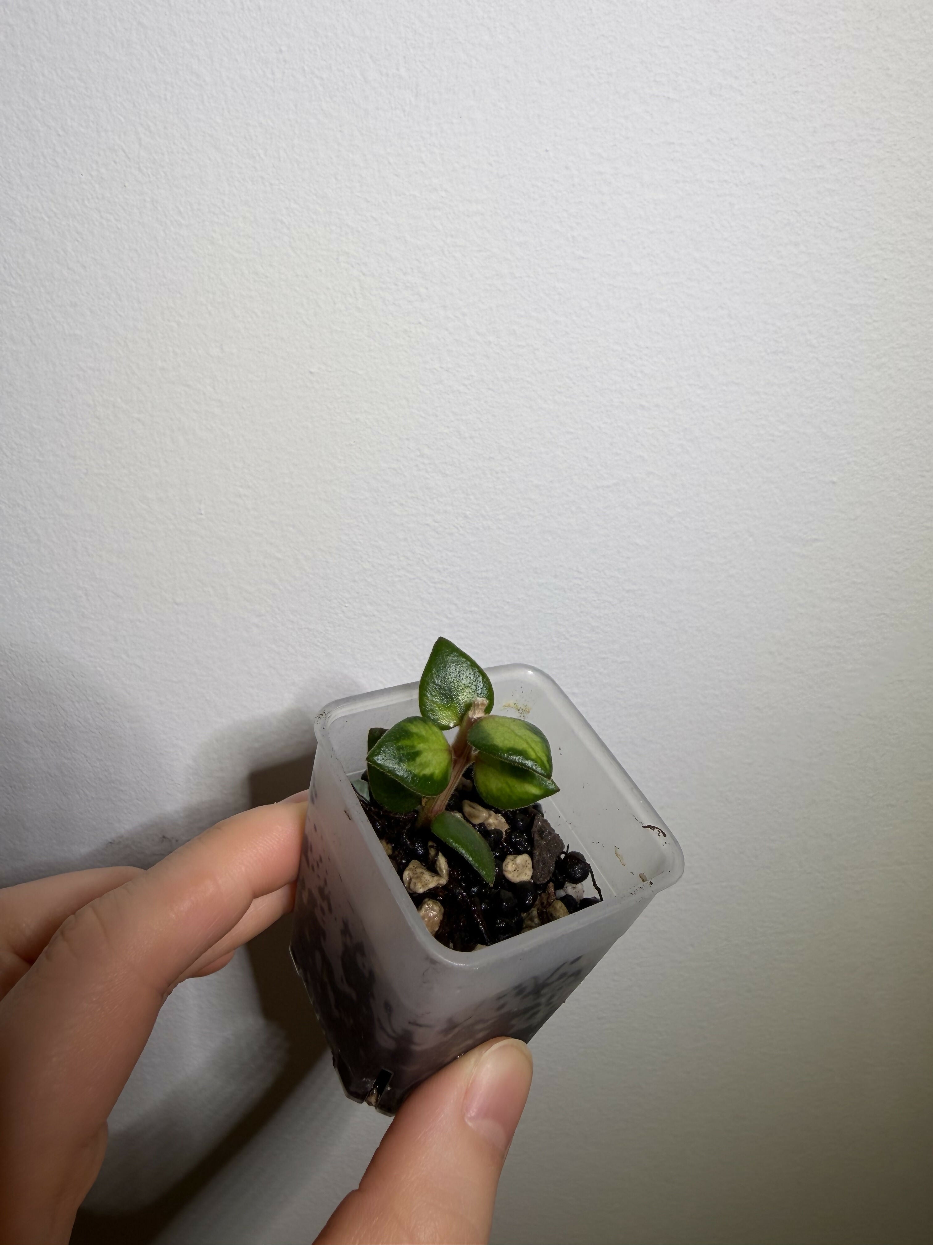 Hoya Chinghungensis Var. - B