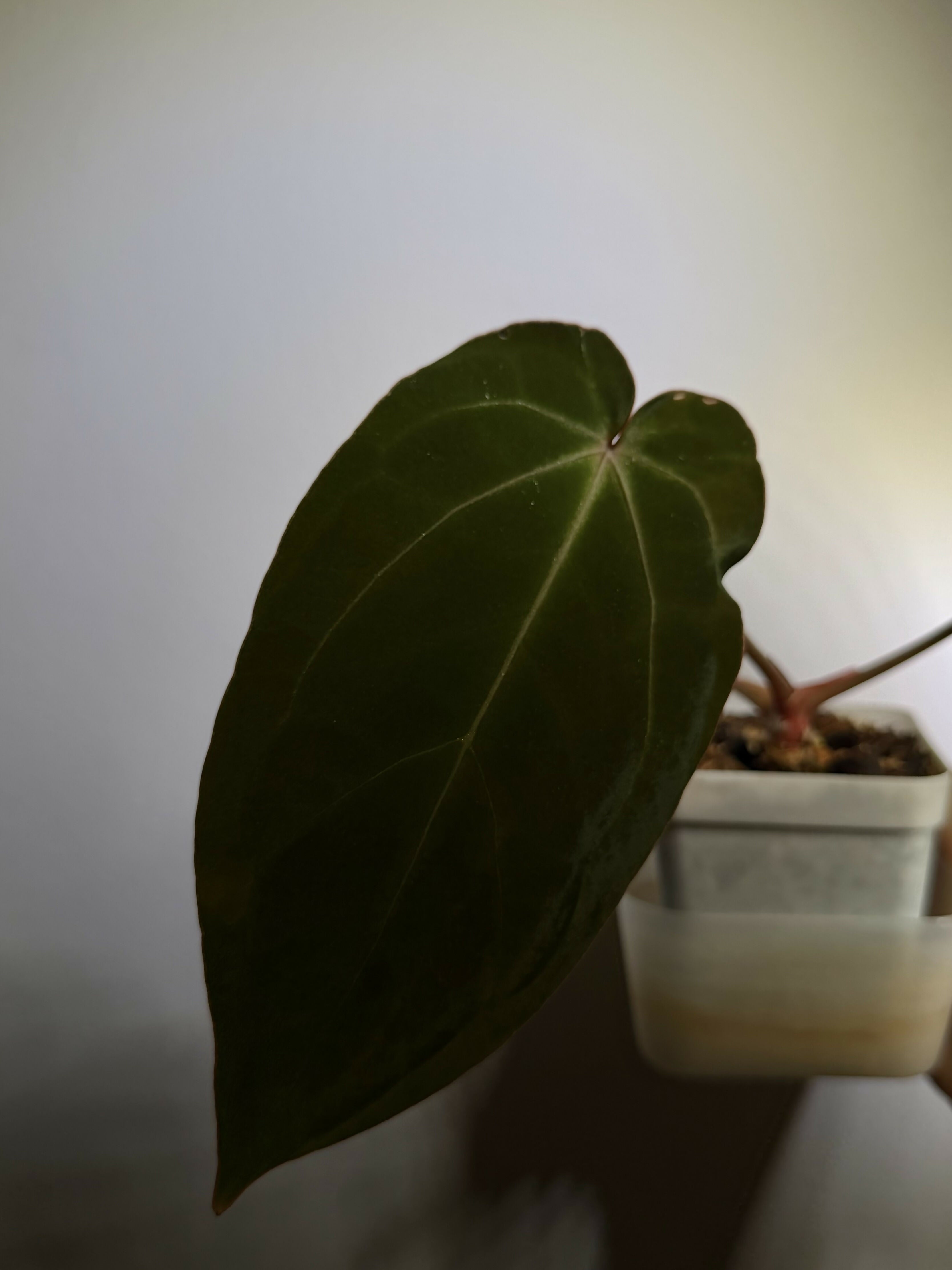 Anthurium Red Crystallinum x BVEP (Medium)