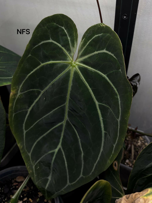 ADD-ON: Anthurium Pap Hybrid - Grower's Choice