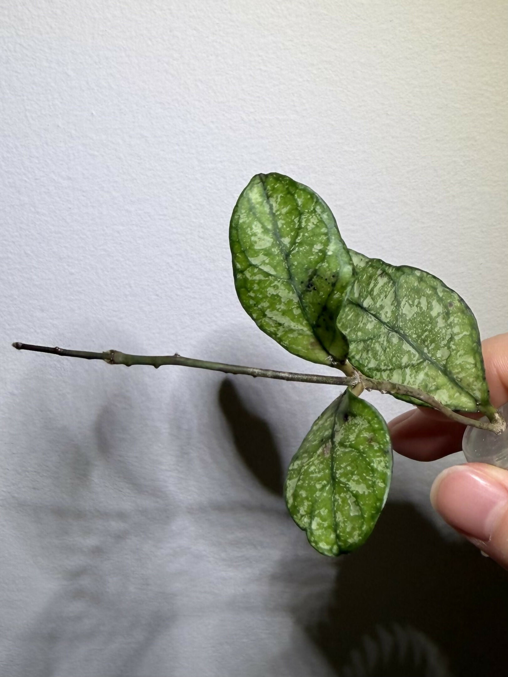 Hoya Crassipetiolata Splash