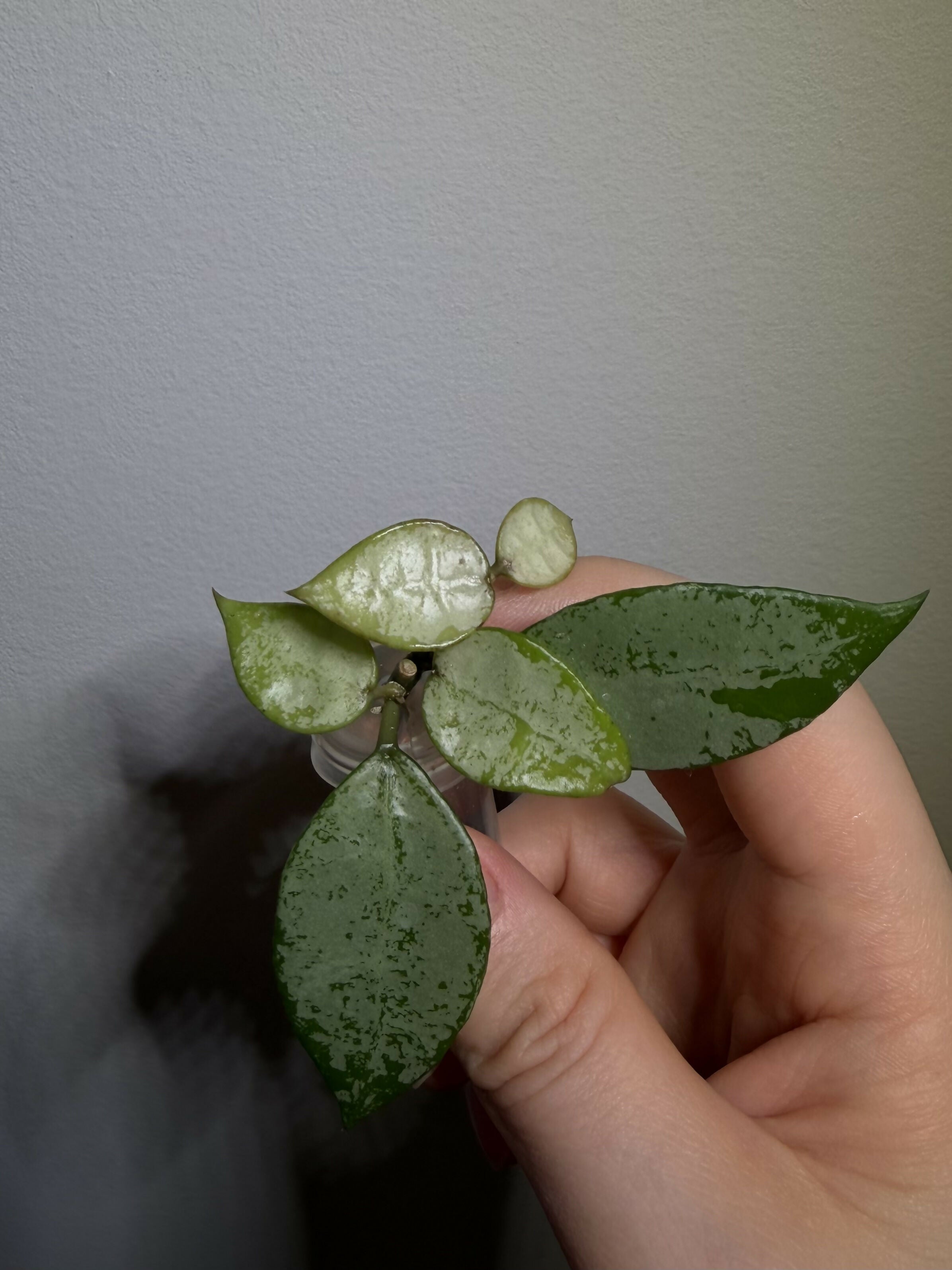 Hoya Lacunosa Green Edge